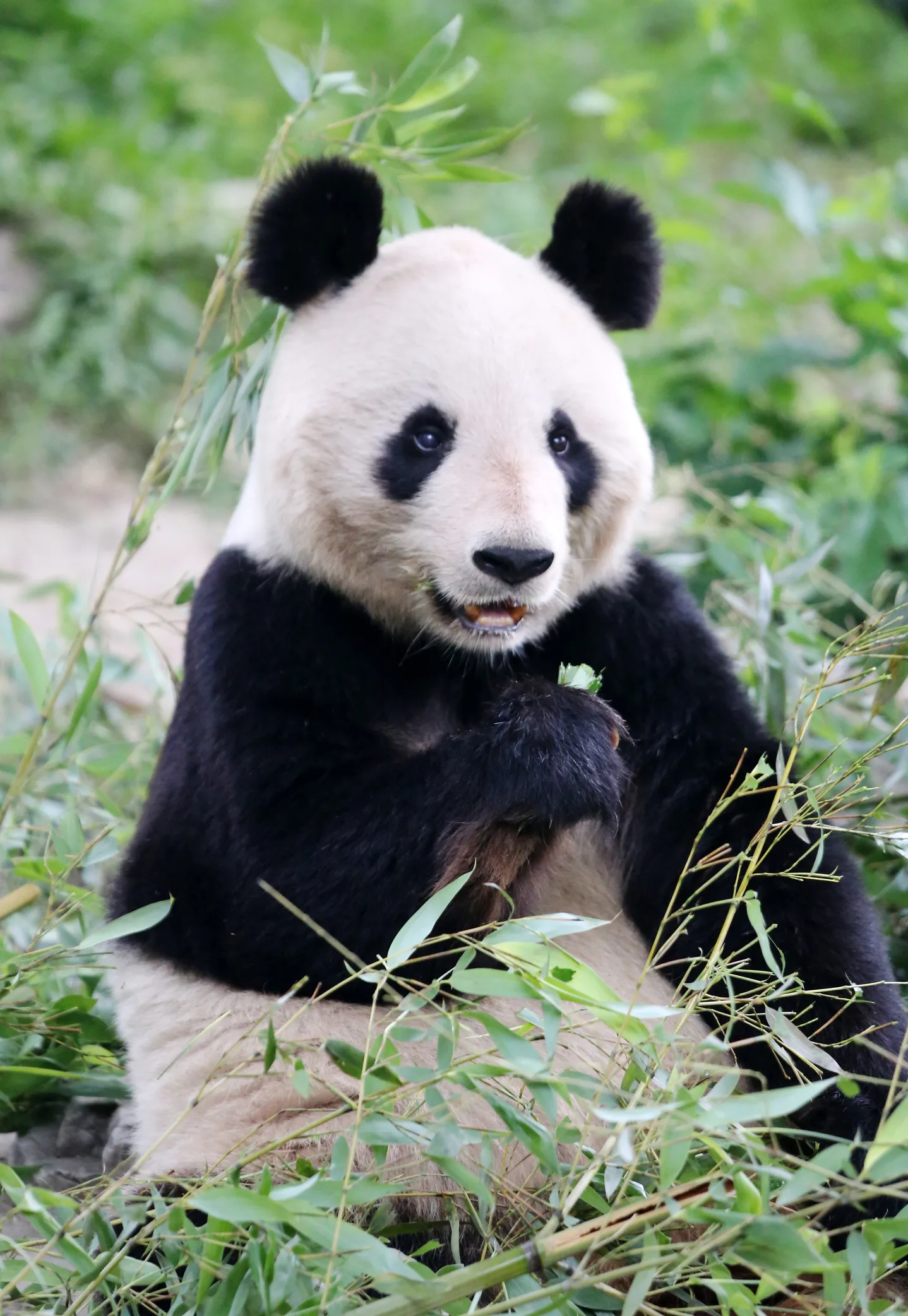 Por que os ursos pandas são 'fofinhos' mesmo comendo bambus?
