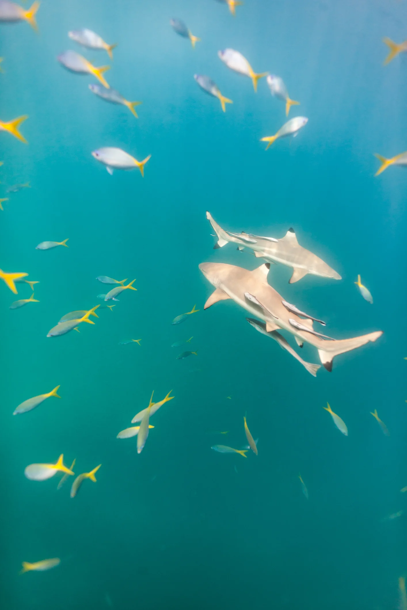 Shark expert explains why surfers shouldn't be in water after a flood