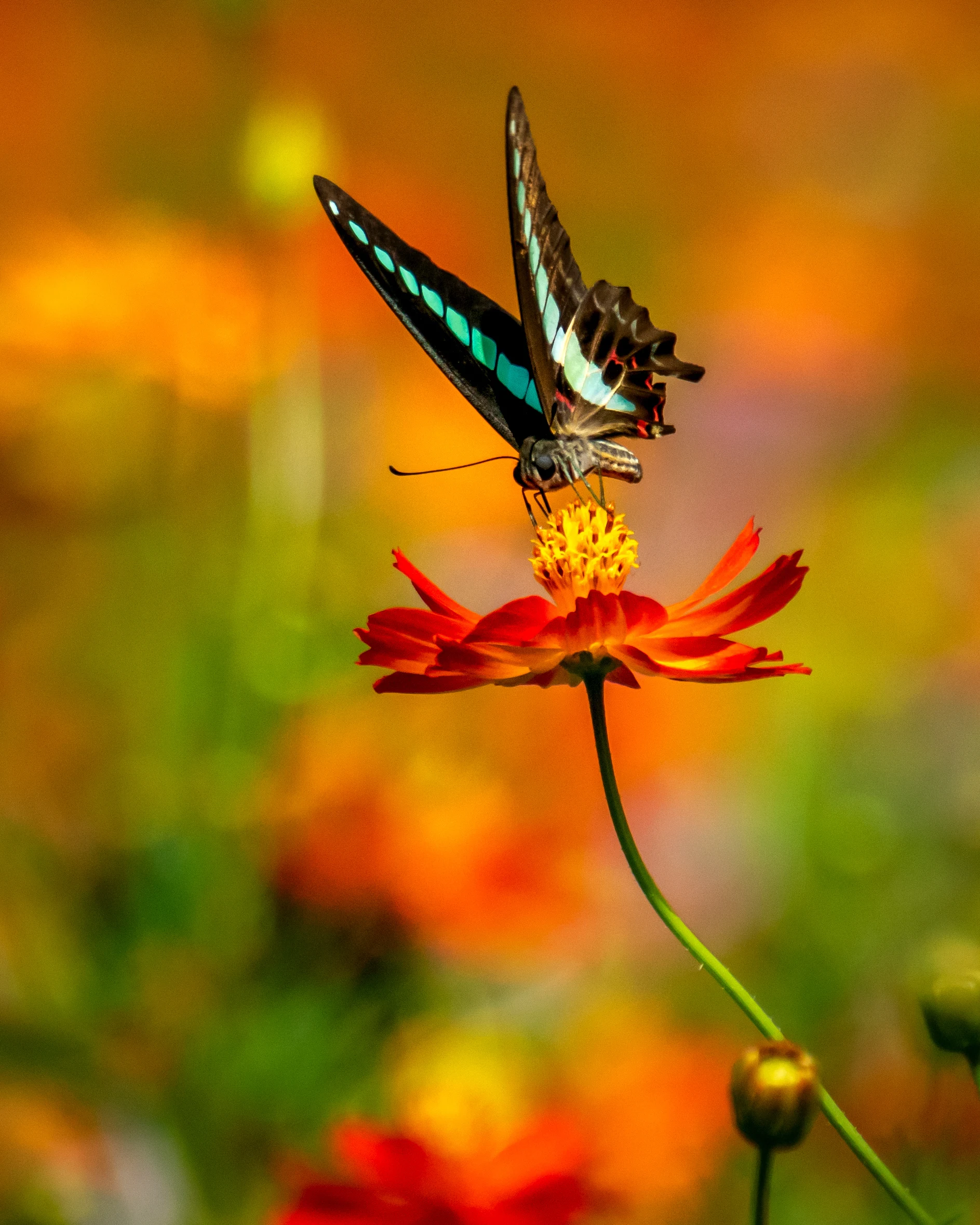 Wissenschaftsquiz: Beweisen Sie Ihr Wissen zum Thema Biodiversität!