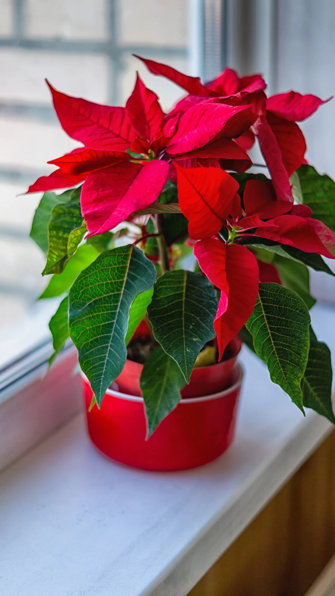 Para llenar de color el hogar, 4 plantas de interior con flores rojas