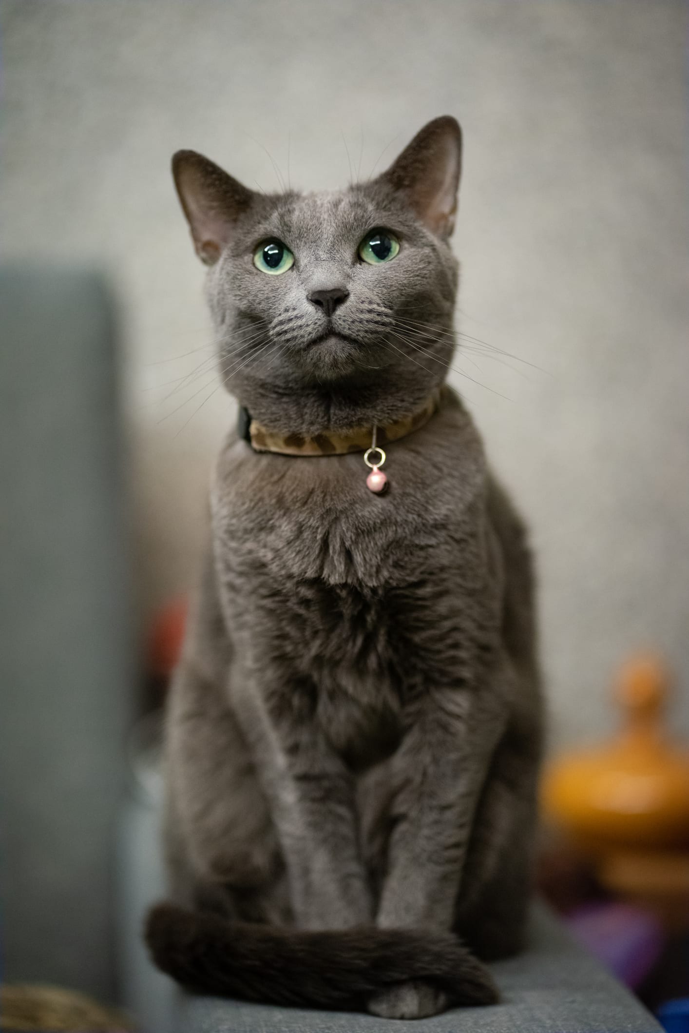 ¿Está tu gato estresado y no te has enterado? Así te envía sus señales