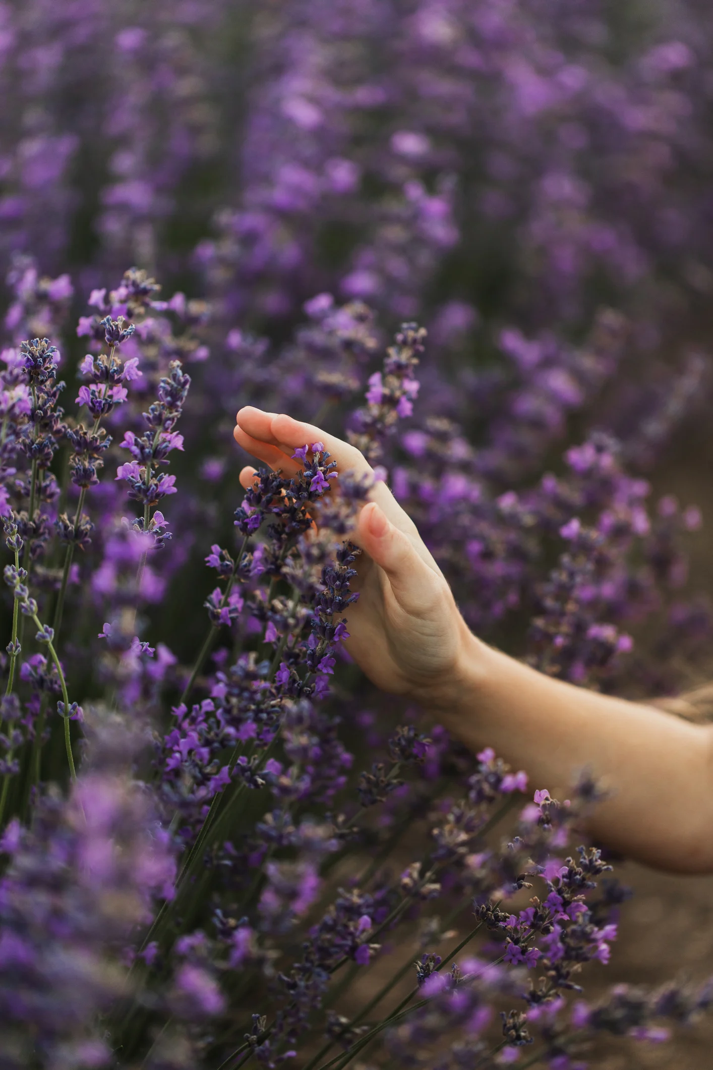 Así puedes cultivar flores de lavanda en una taza
