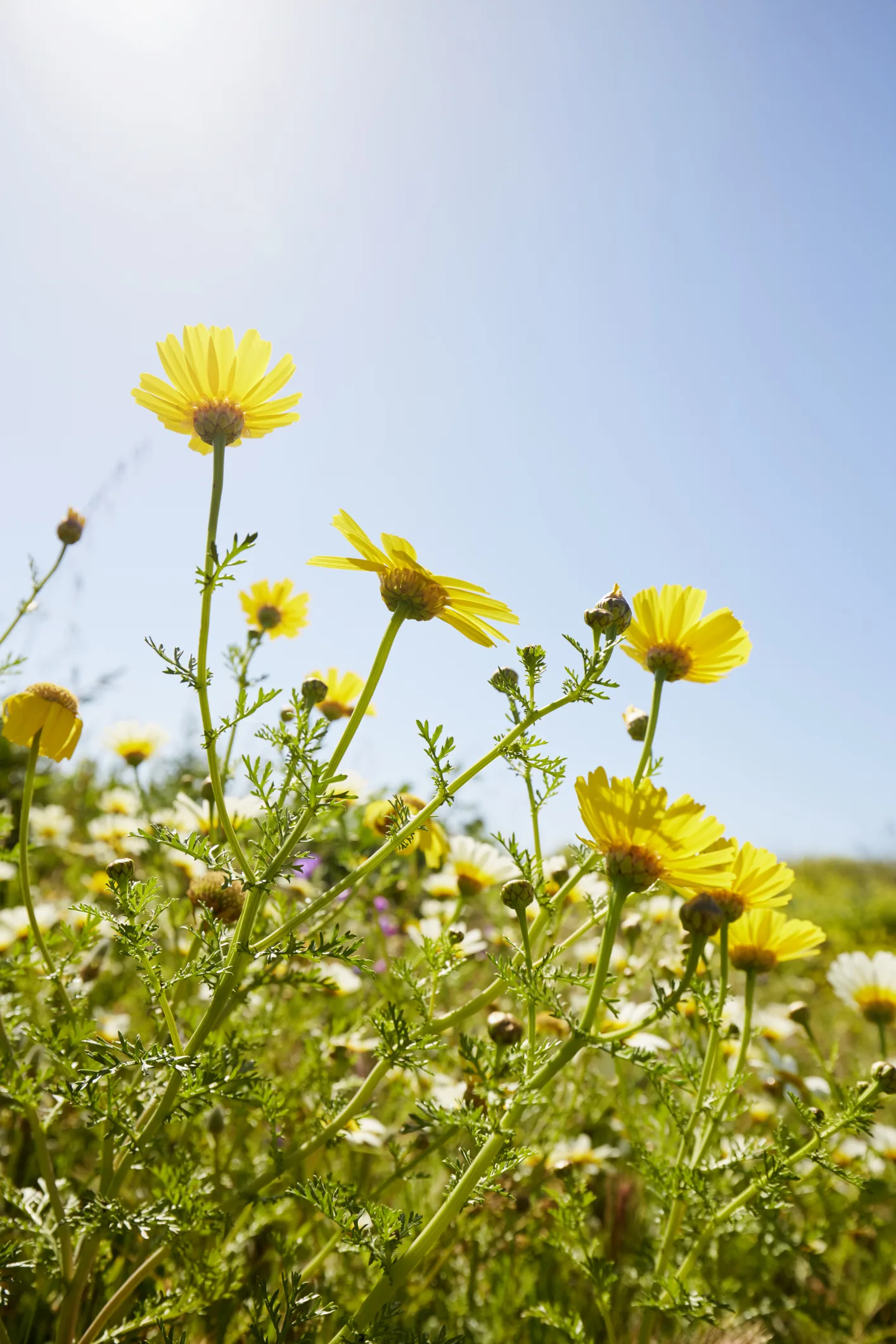 ウェルビーイングの基盤とは？データから読み解く「幸せ」と「健康」の関係