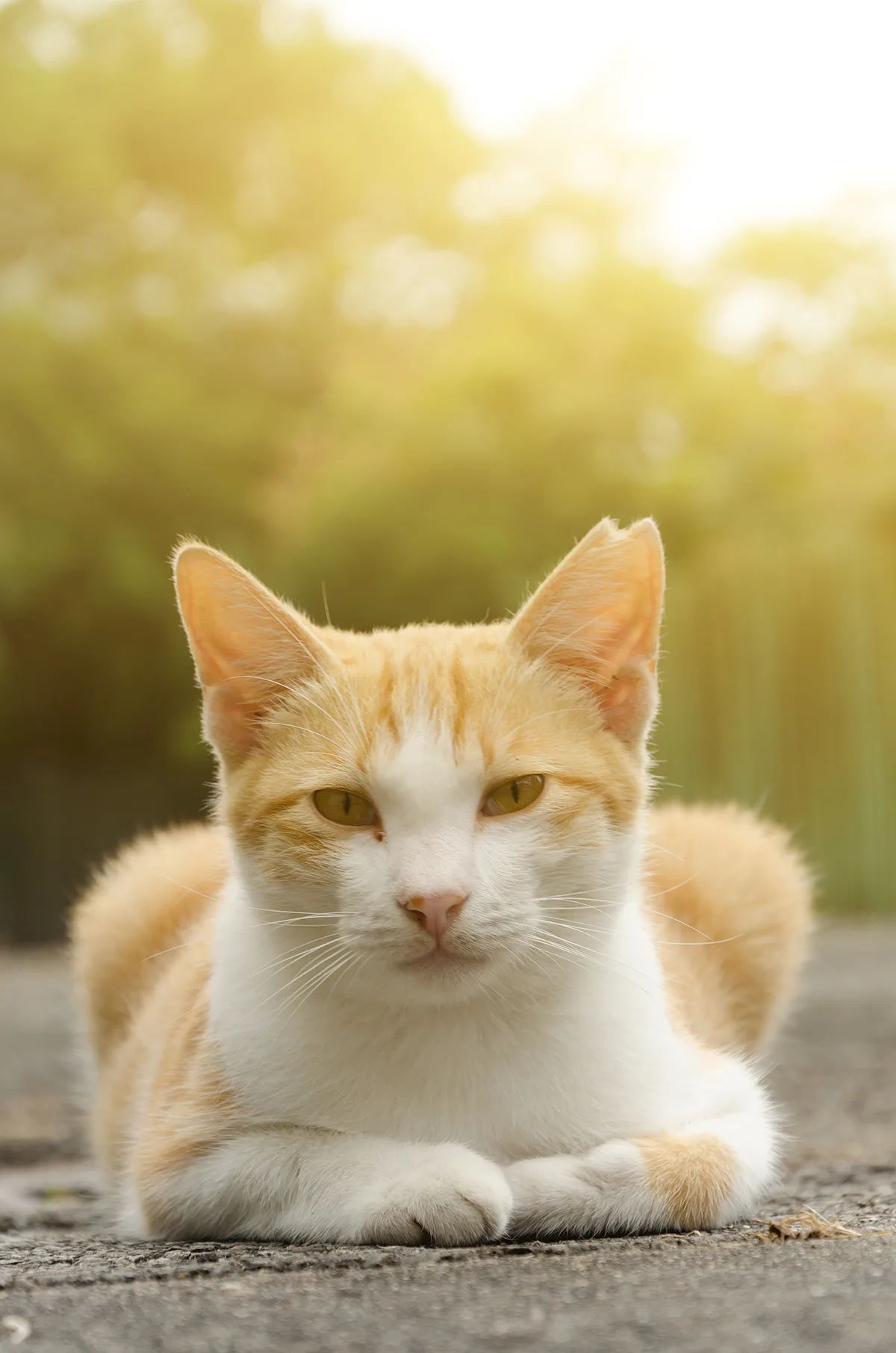 Stray, il videogioco con i gatti che aiuta i gatti