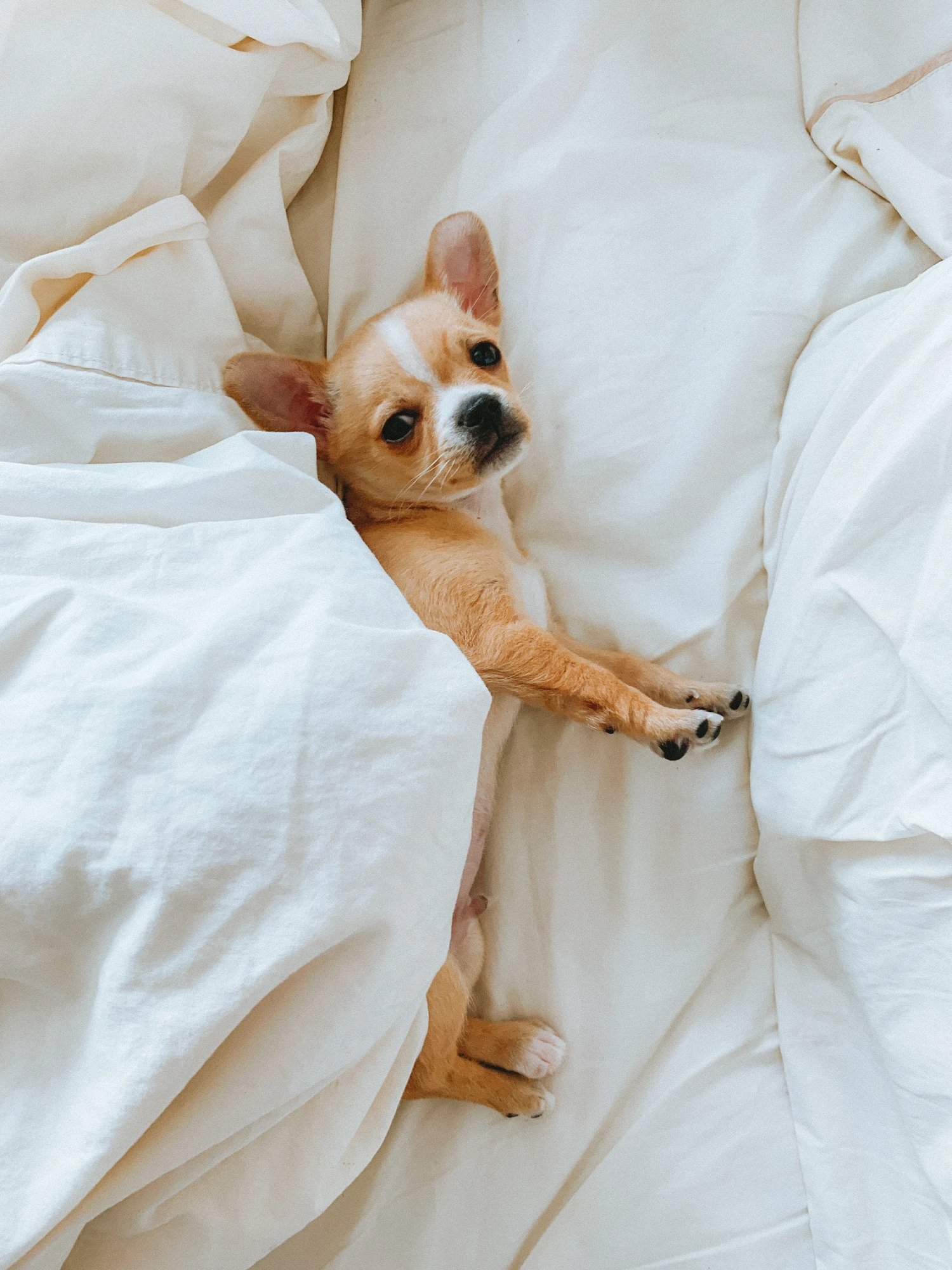 Lista de las razas de perros más traviesos