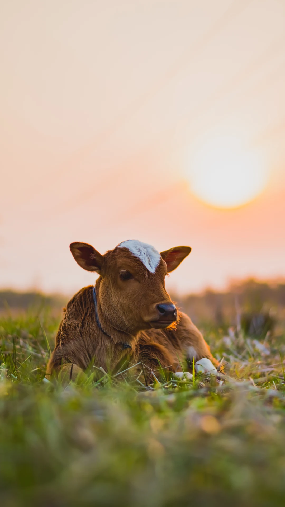 Russian scientists clone cow to produce lactose-free milk