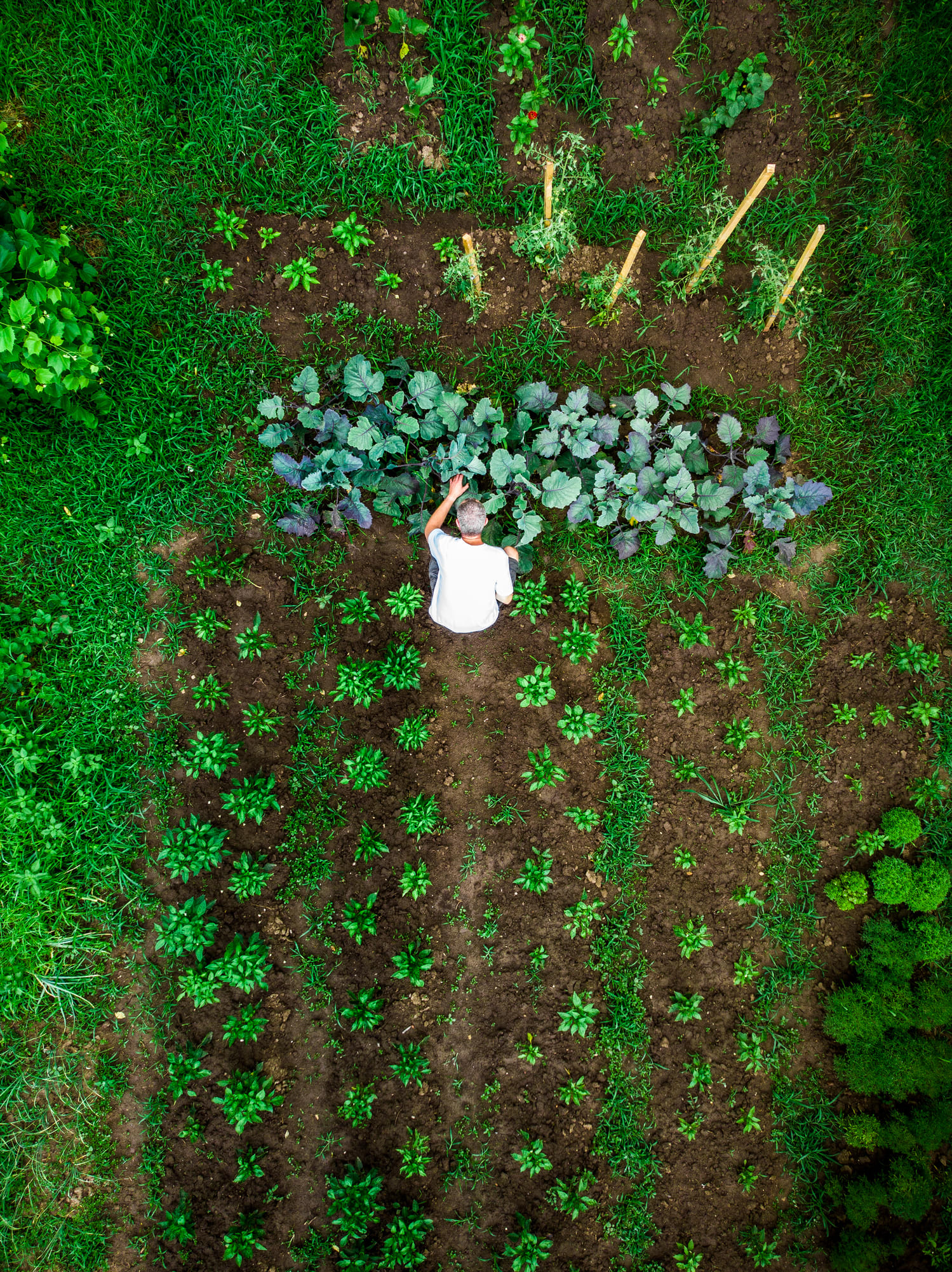 How to look after home-grown veggies and herbs during a washout