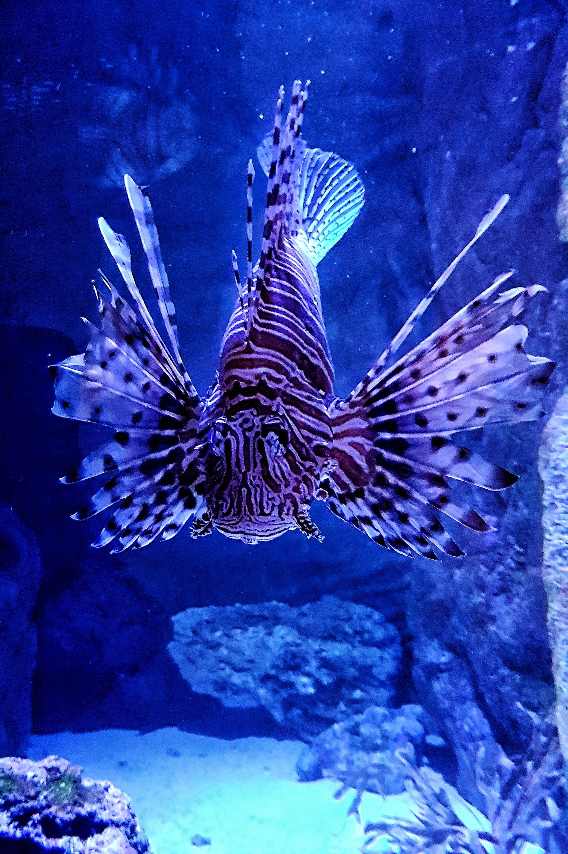 Specie aliene: cosa sono e perché è importante conoscerle