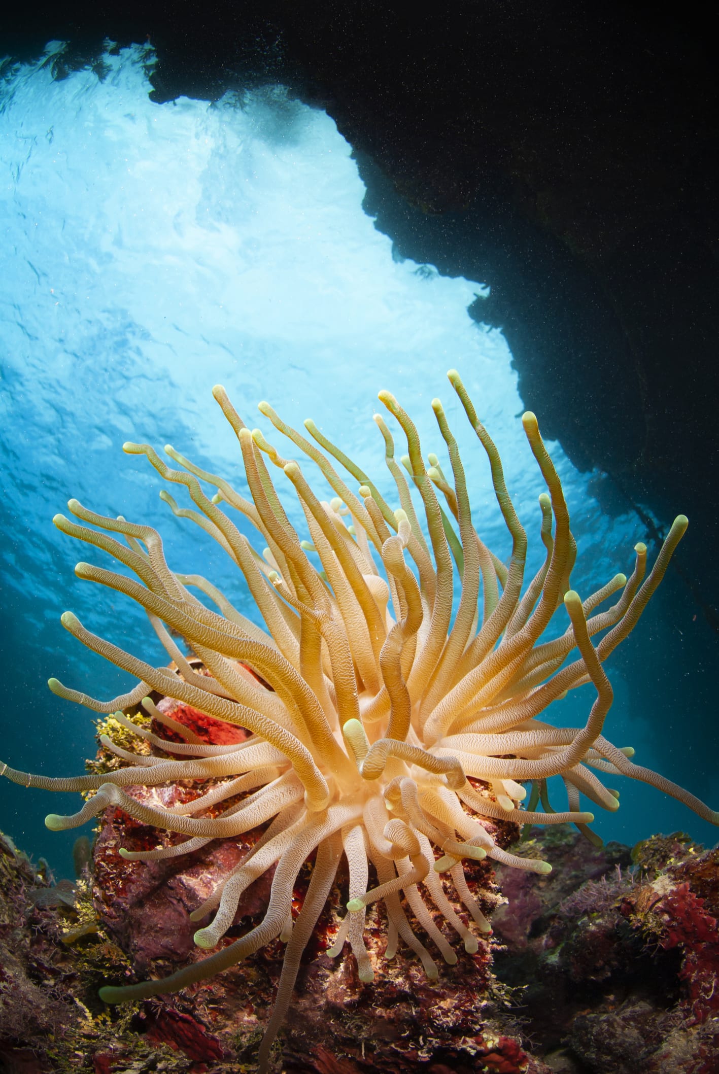 ประเทศและหมู่เกาะทะเลแคริบเบียน สรวงสรรค์ของคนรักทะเล และกลิ่นอายยุคโคโลเนียล