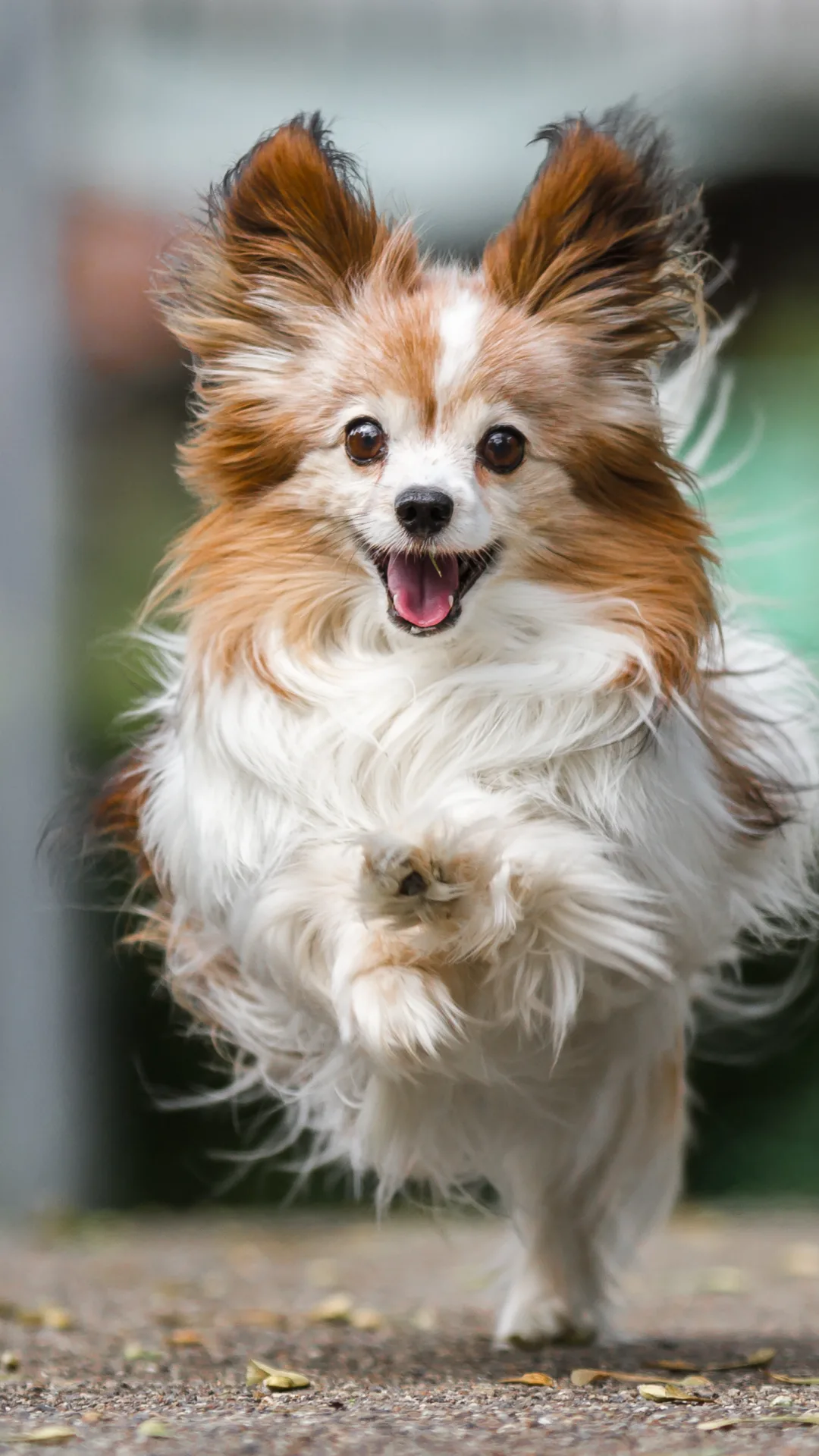 ¡Amalo como cuando era una cachorro! Consejos para cuidar de tu perro si ya está “viejito”