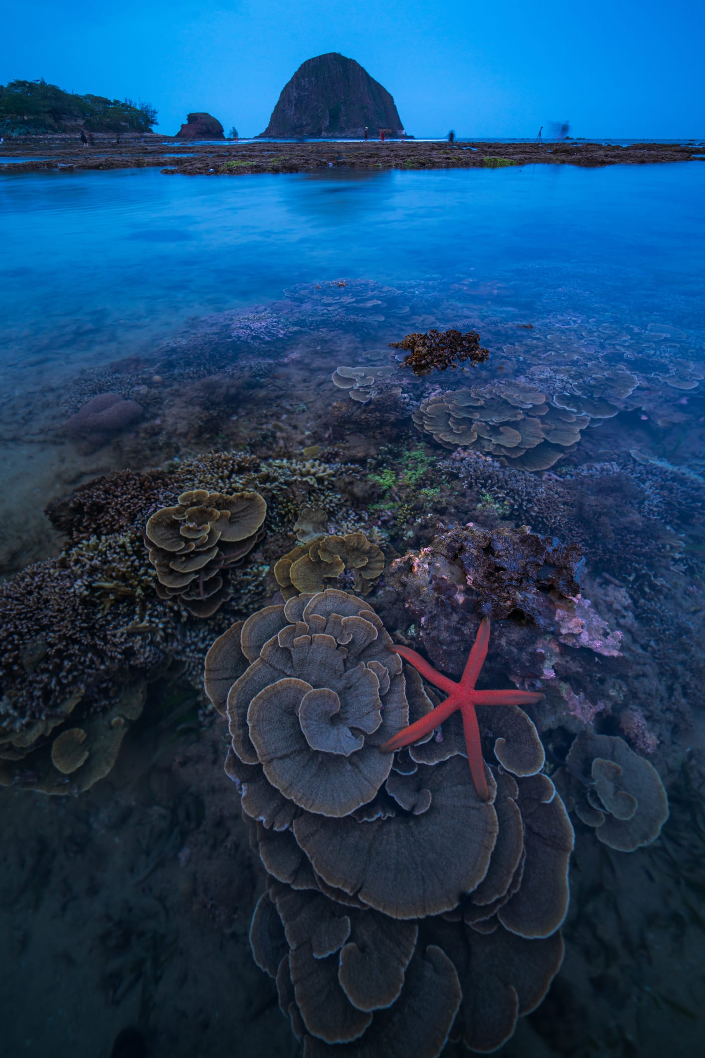 10 Stunning Marine Shots by Filipino Underwater Photographers