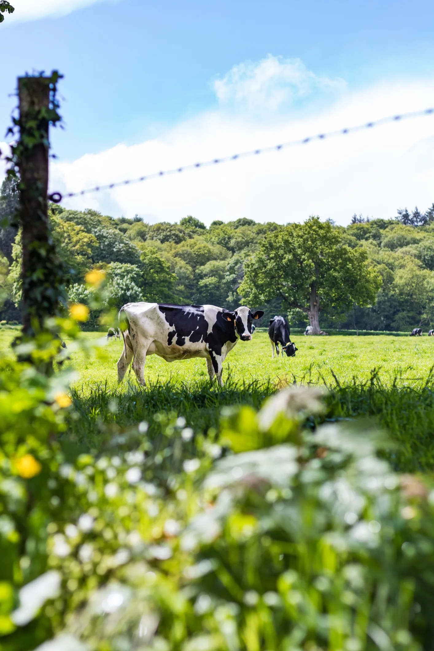 ฝันเห็นวัวตัวใหญ่ เลขเด็ด ทำนายฝัน พร้อมบอกความหมาย