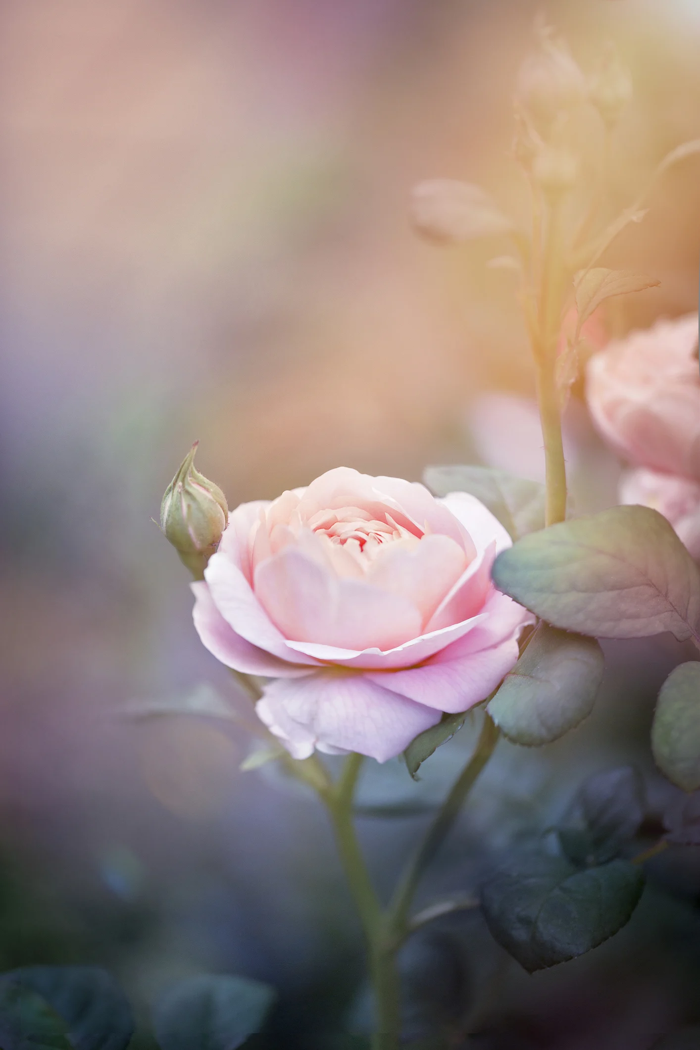 How to deadhead roses to keep them blooming