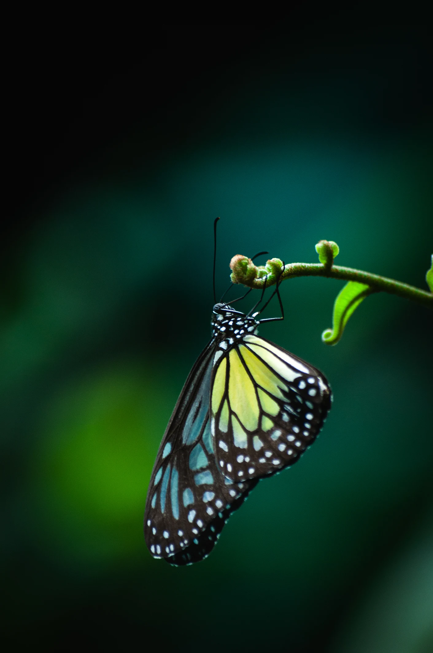 Si te gustan las mariposas, estas son las 3 plantas perfectas para tu hogar