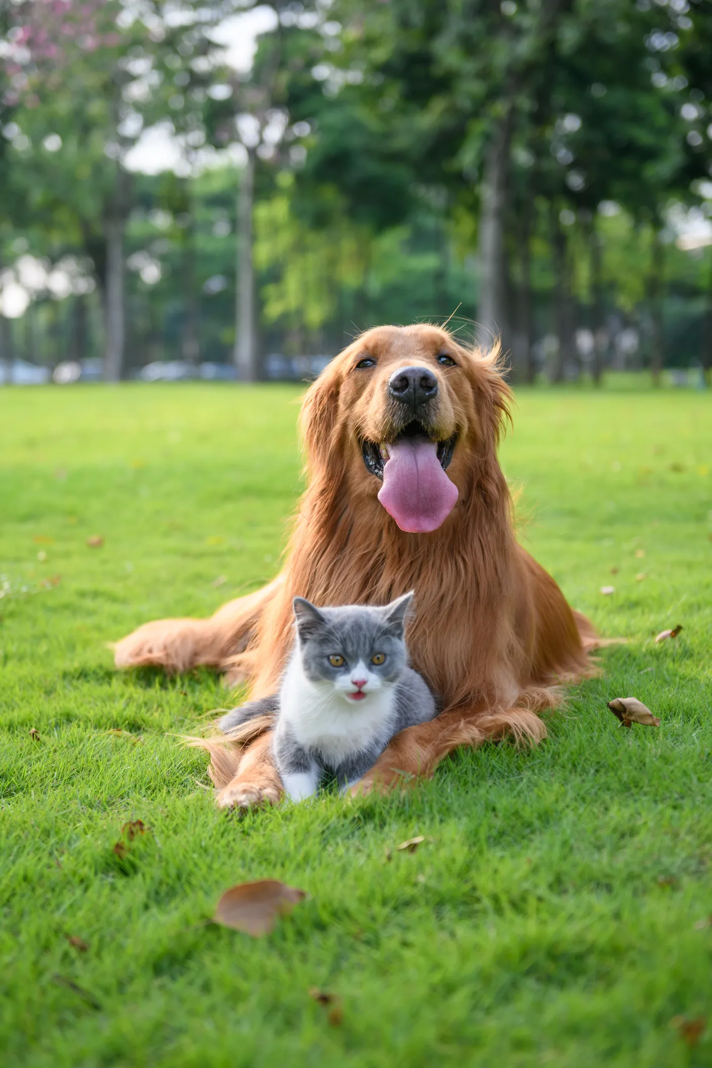 坂上忍、犬猫の生体販売「やめてみませんか?」 動物が保護される背景