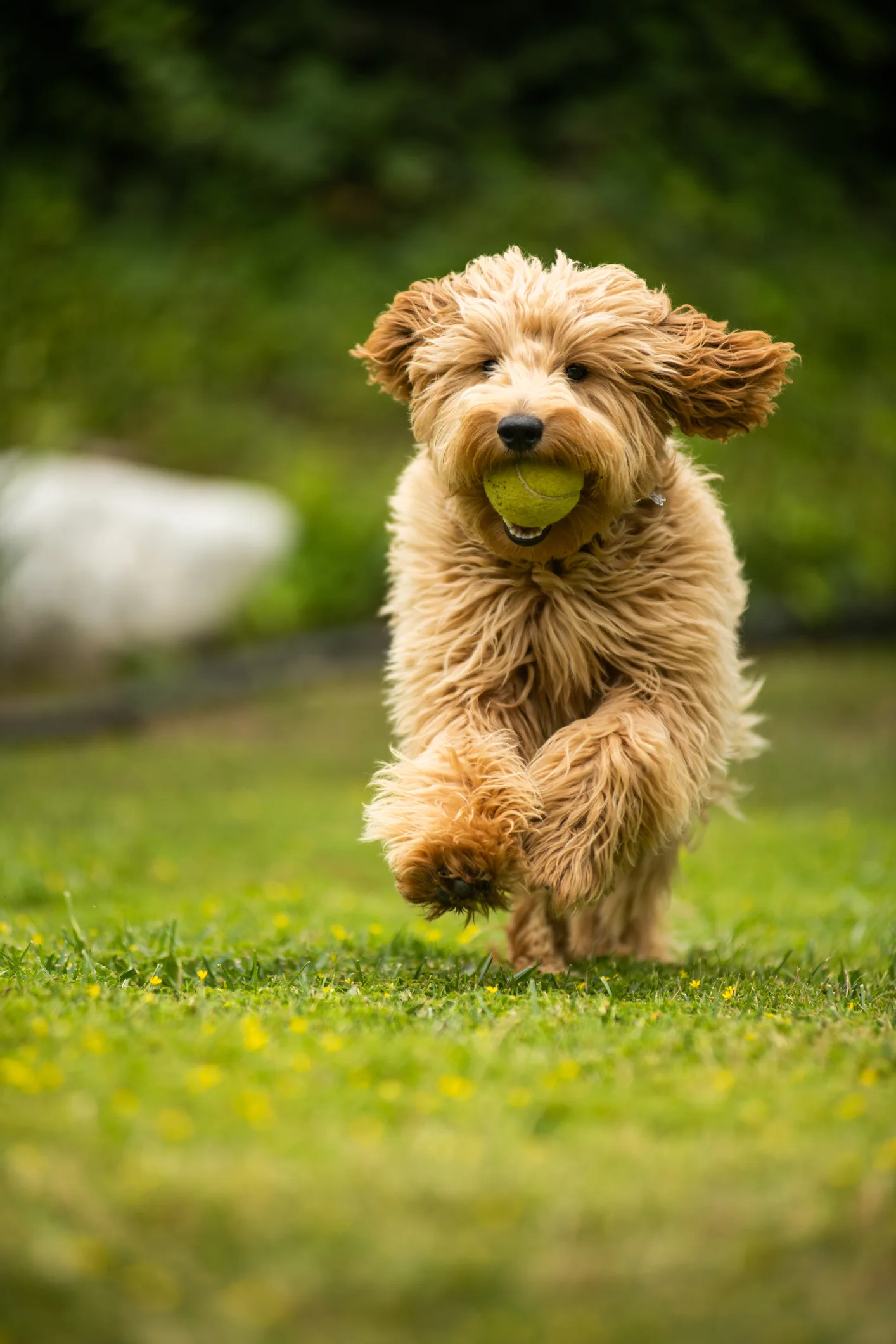 ¿Es bueno darle de comer huevo a tu perro todos los días? Este tiktoker lo explica