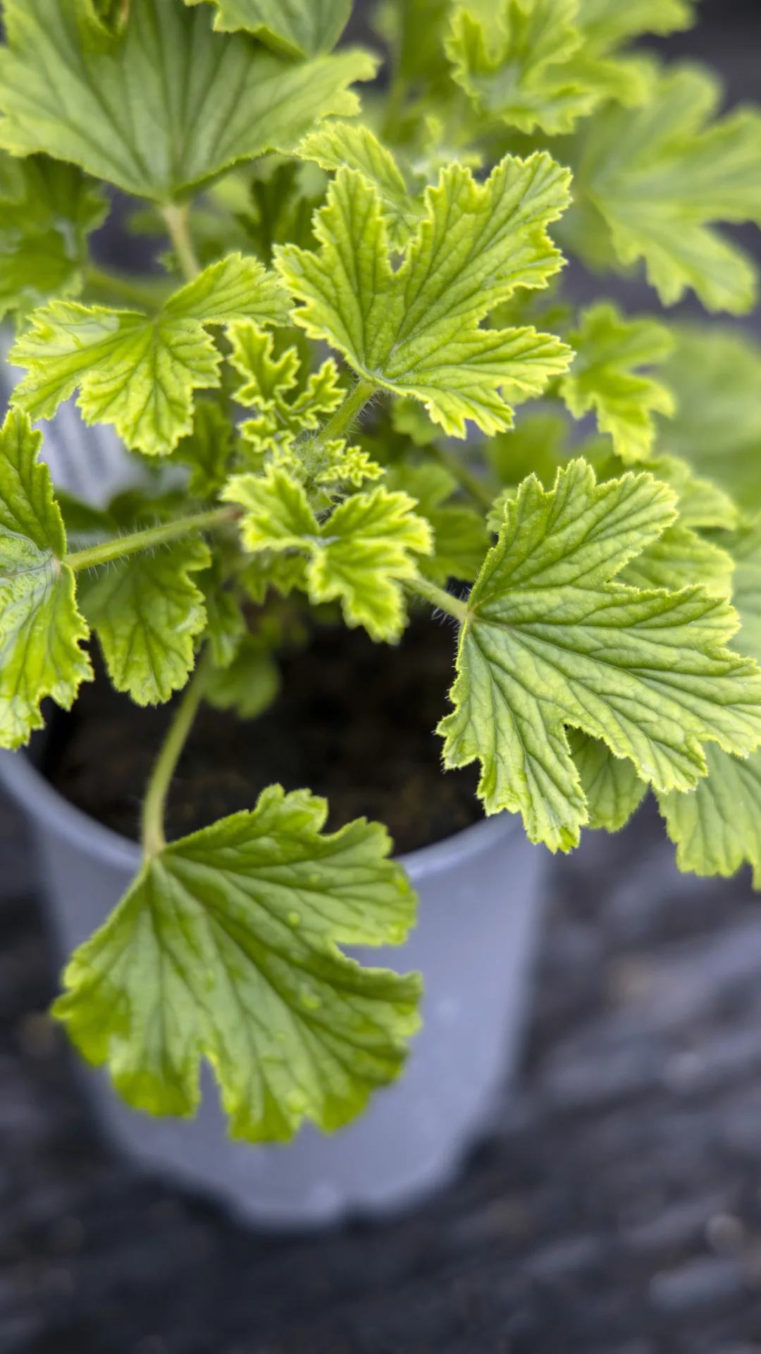 3 plantas anti hormigas que también embellecerán tu jardín