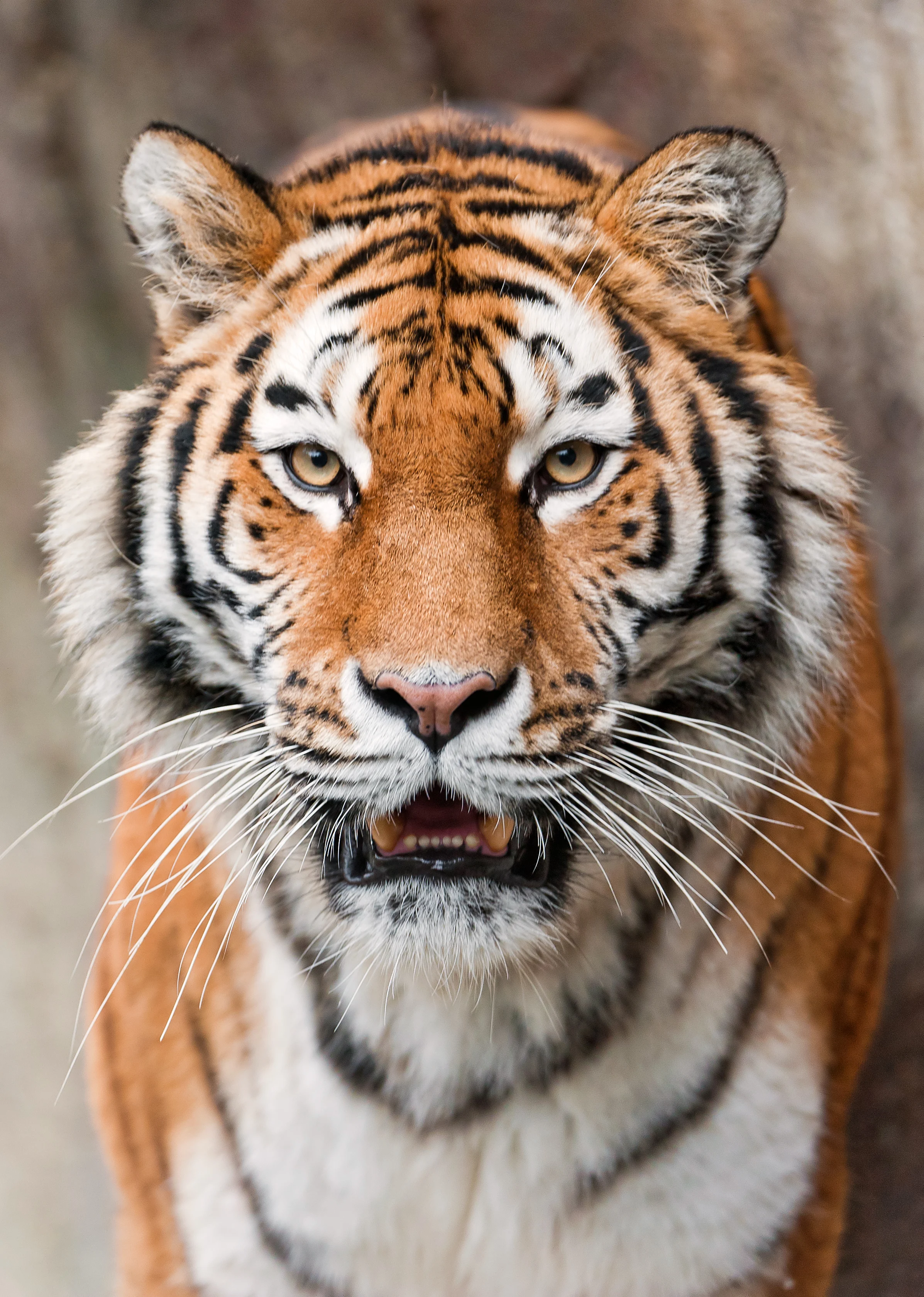 Sushi di zebra e hamburger di tigre: i rivoluzionari piatti di carne coltivata per salvare la Terra
