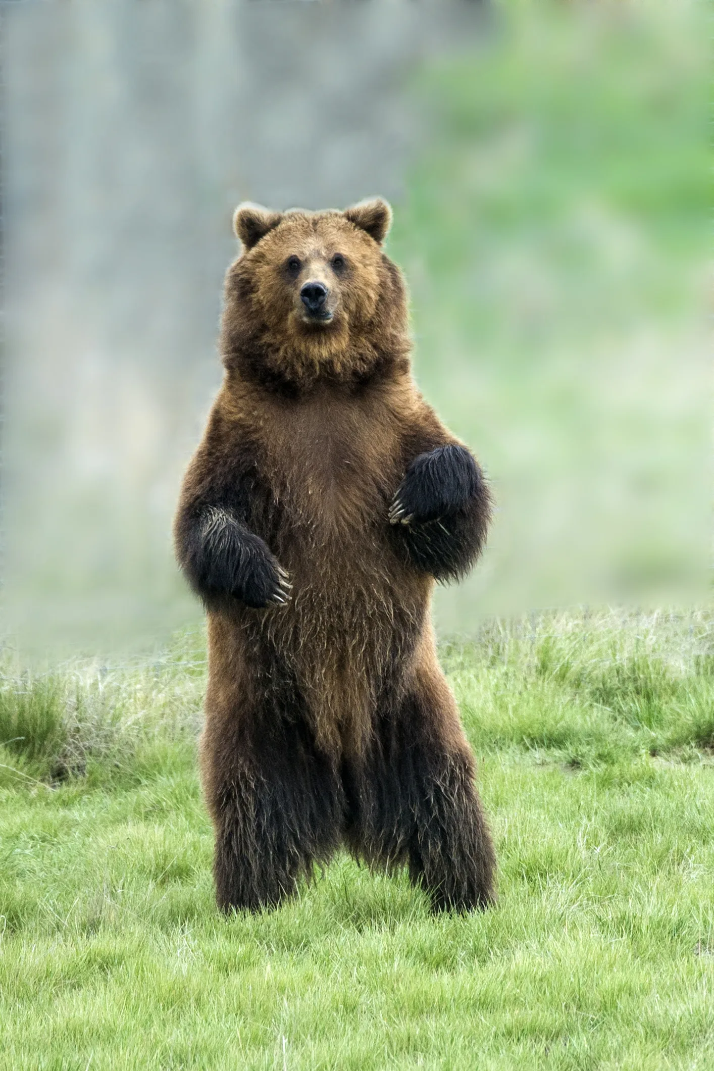 10 Things You Might Not Know About Grizzly Bears (But Should)