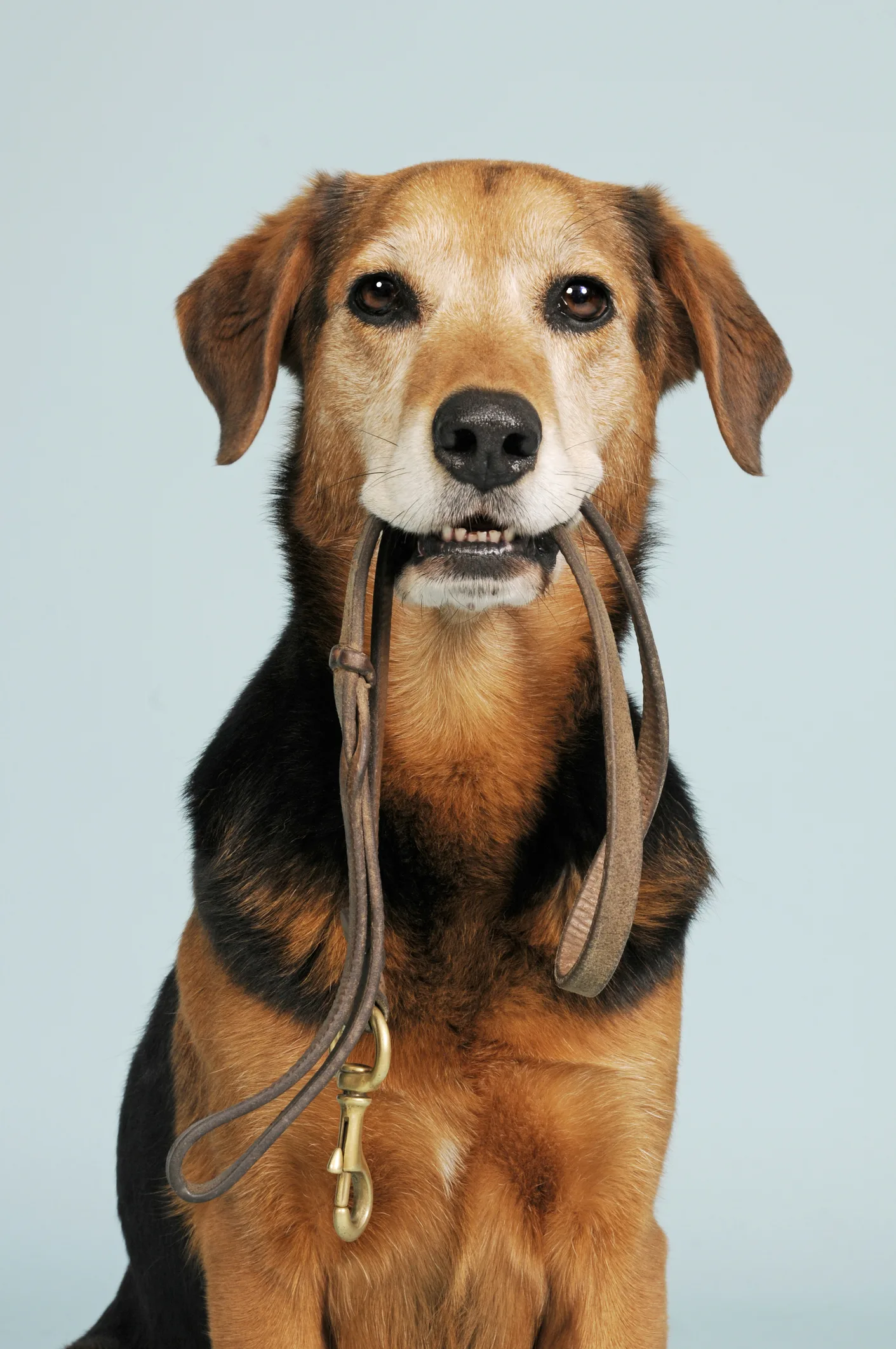 Paseos más divertidos, 3 consejos para que tu perro no tire de la correa