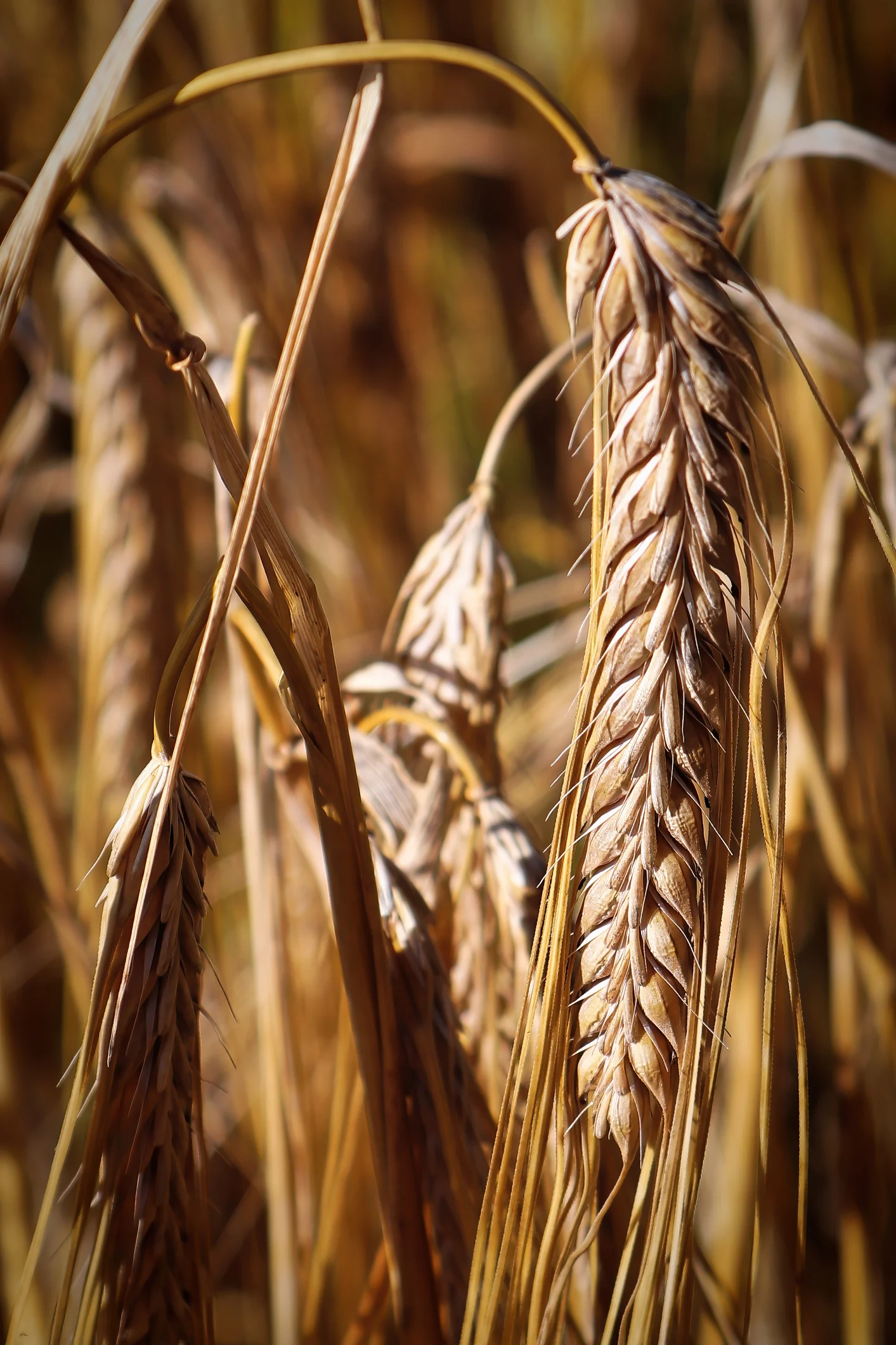 ماذا يحدث للجسم عند تناول منتجات الشعير