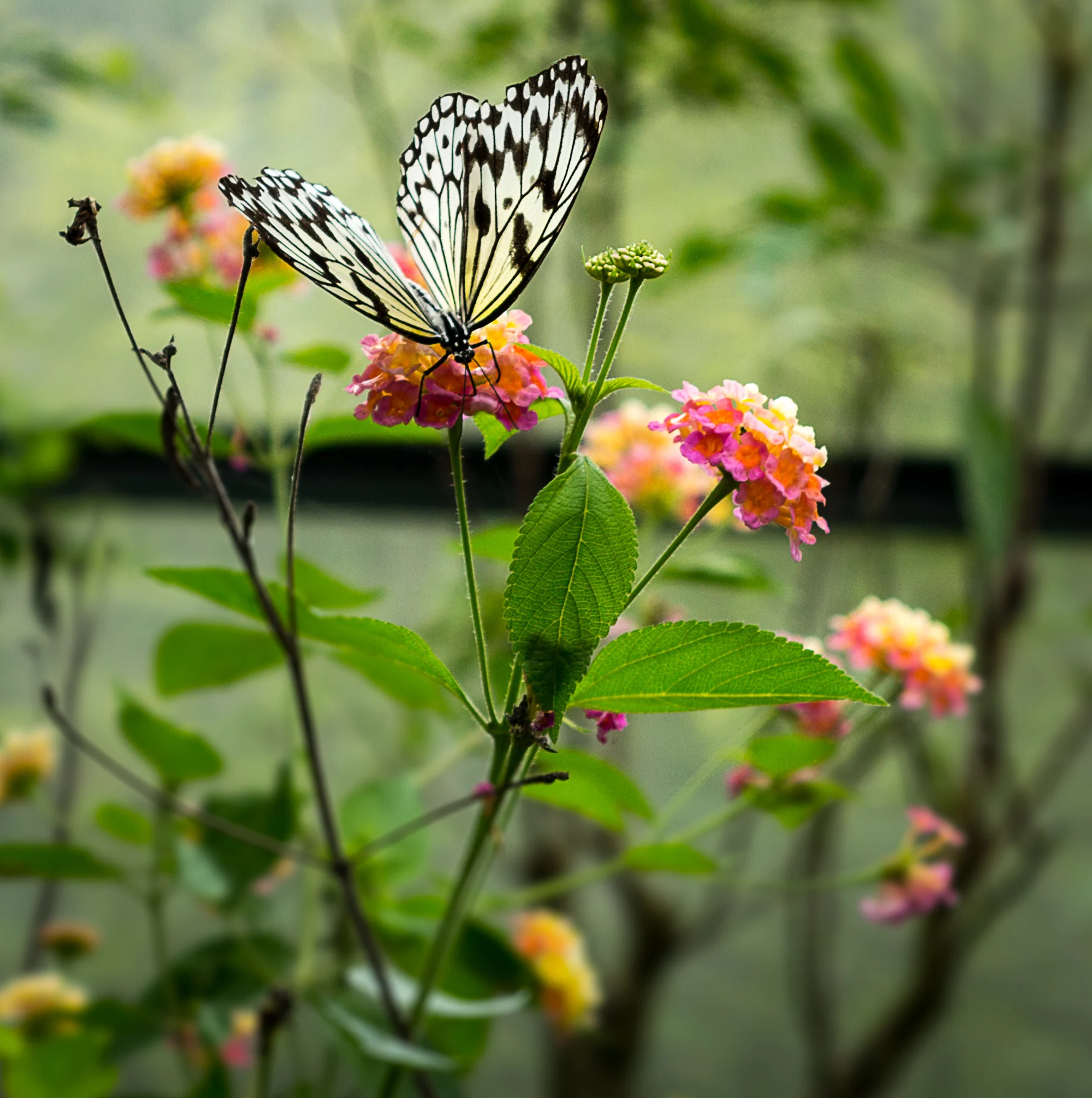 Si te gustan las mariposas, estas son las 3 plantas perfectas para tu hogar