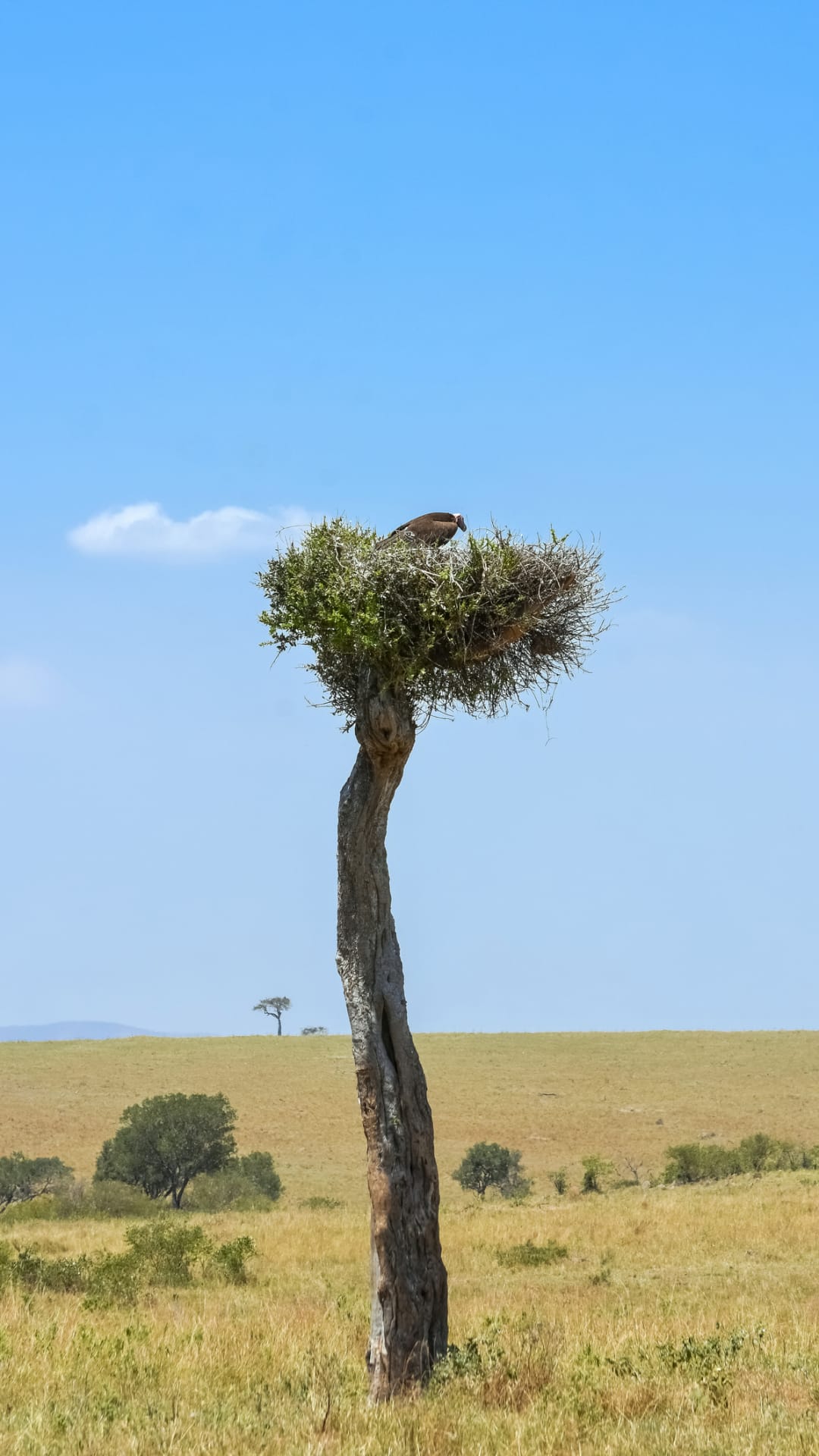 Kenyan lodge Treetops where Princess Elizabeth became Queen to close