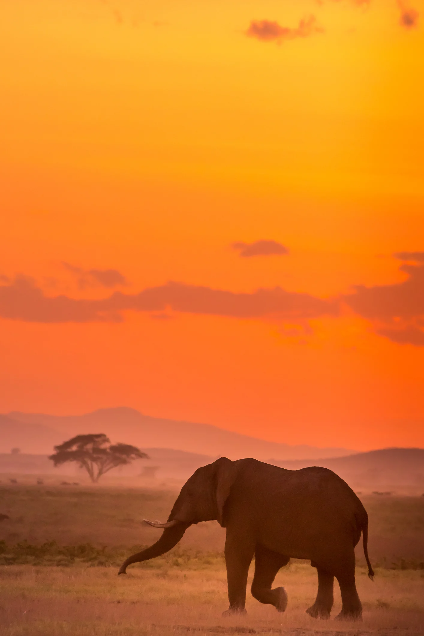 Why an elephant never forgets... its mum