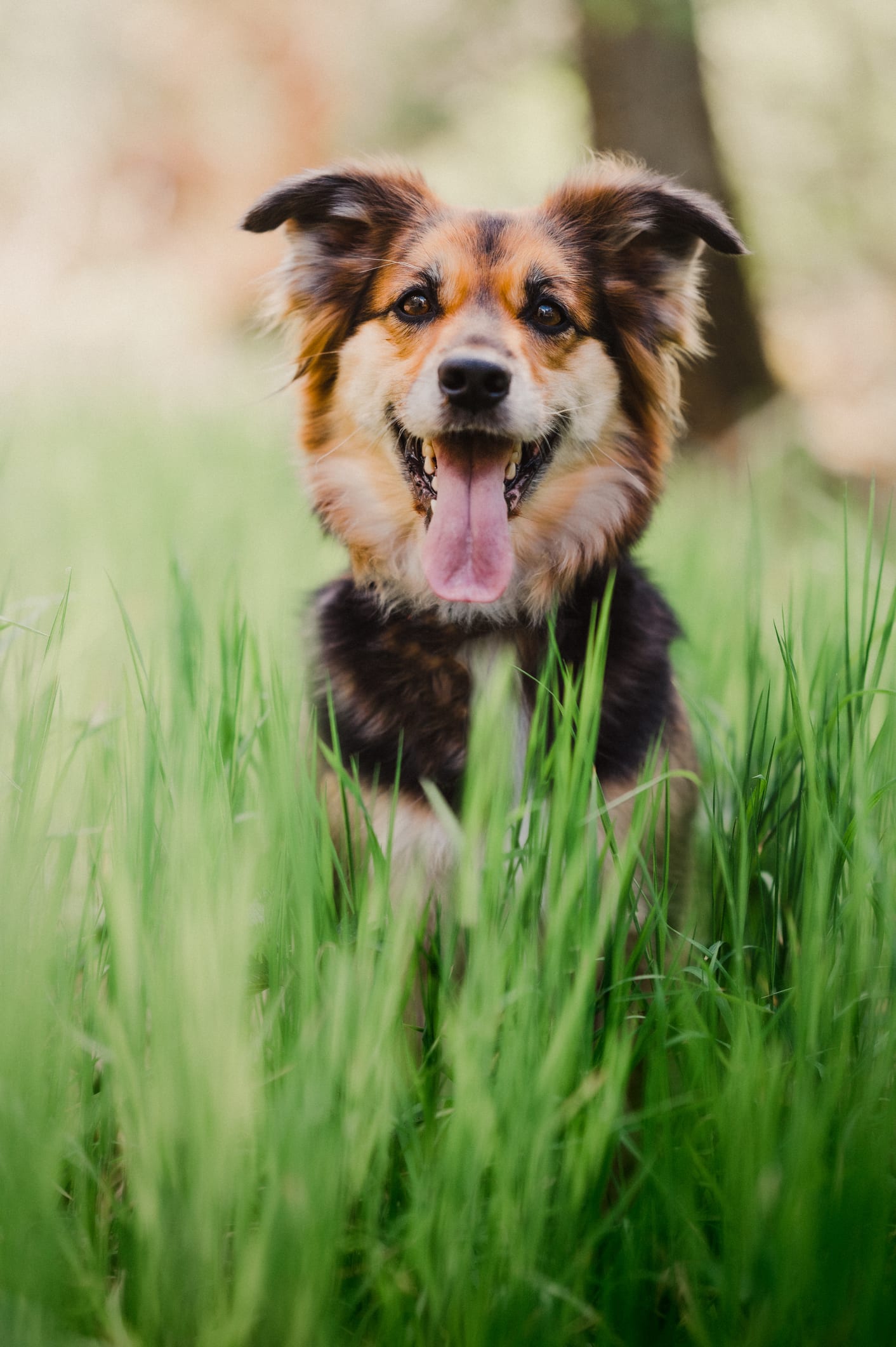 ¿Cómo saber si tu perro es zurdo o diestro? ¡Descúbrelo con estos tres sencillos pasos!