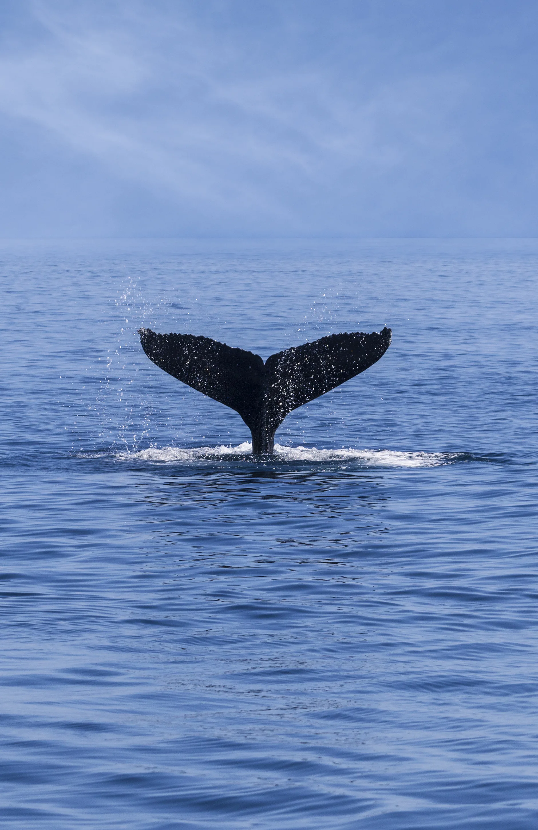 Baleias, as grandes adubadoras dos oceanos