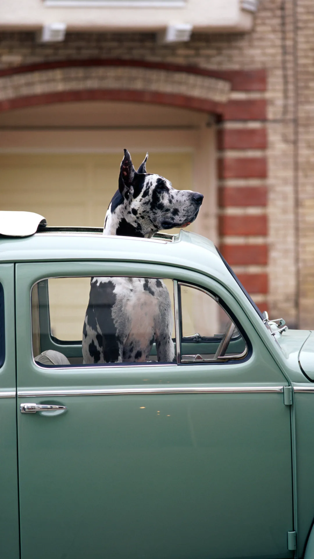 What to do if you see a dog trapped in a hot car