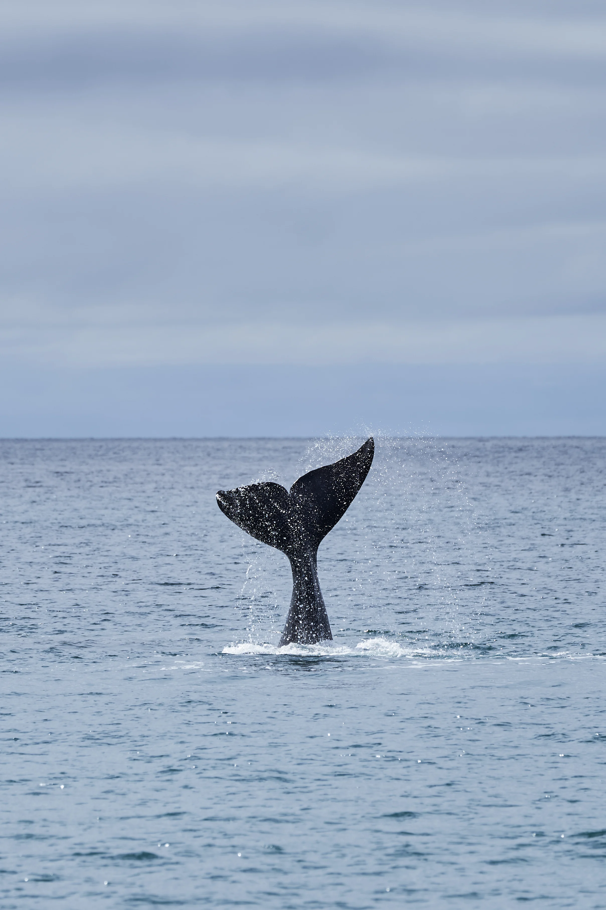 Whale-watchers and animal lovers, the Hermanus Whale Festival is here