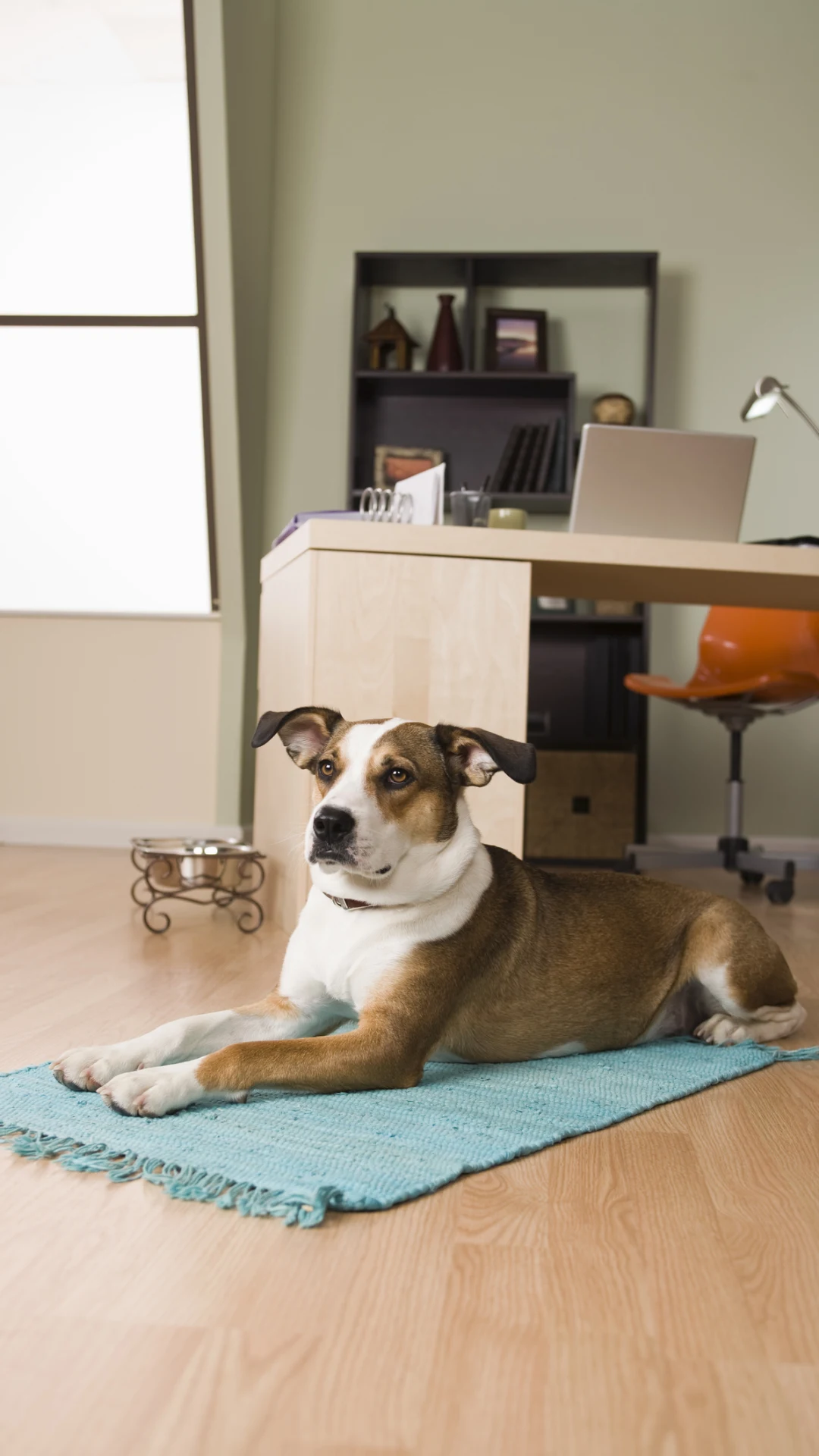 Wann der Chef den Hund im Büro nicht verbieten darf