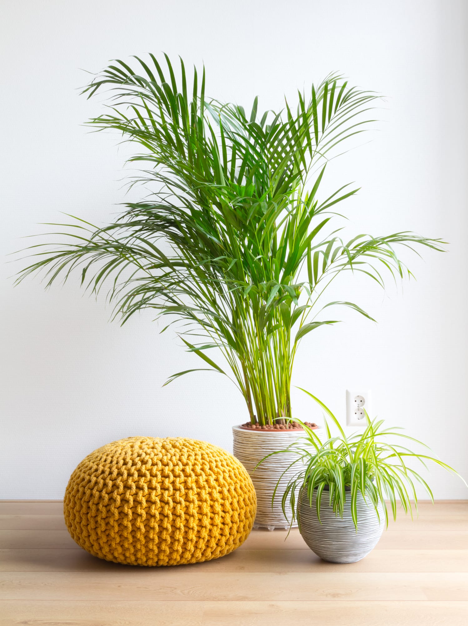 How to use indoor plants to freshen up your bathroom