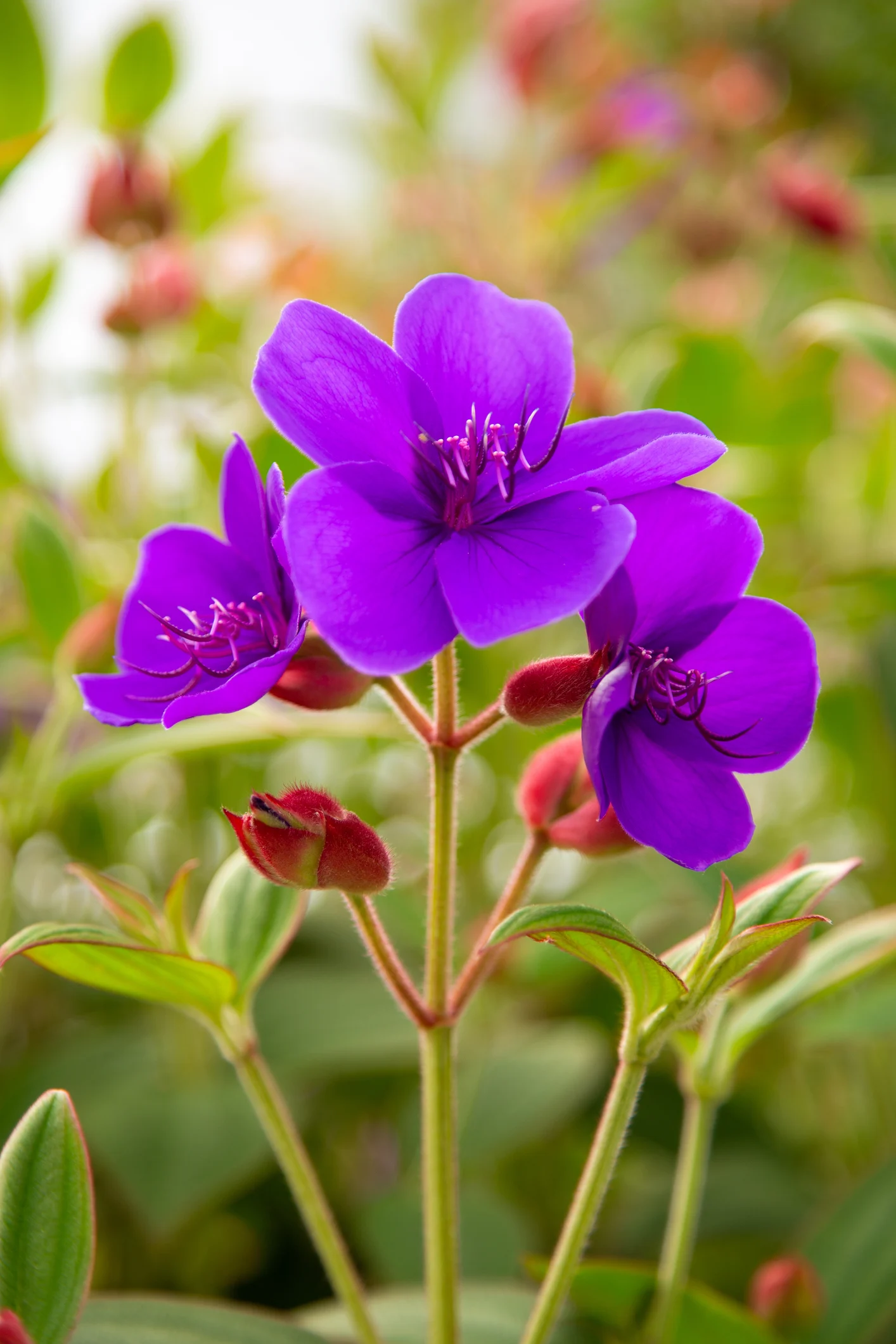 Charlie’s favourite purple plants