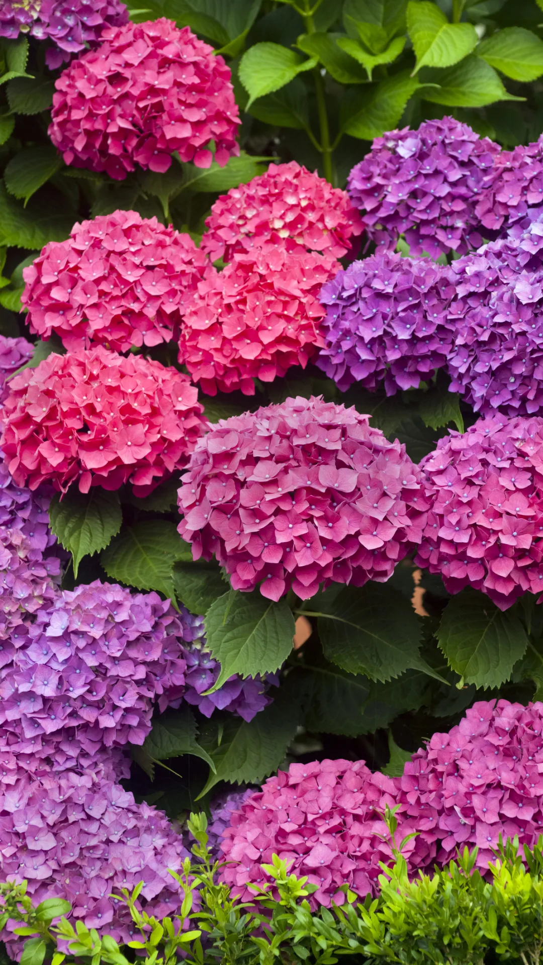 Blumen sicher überwintern: So überstehen Ihre Hortensien die kalte Jahreszeit