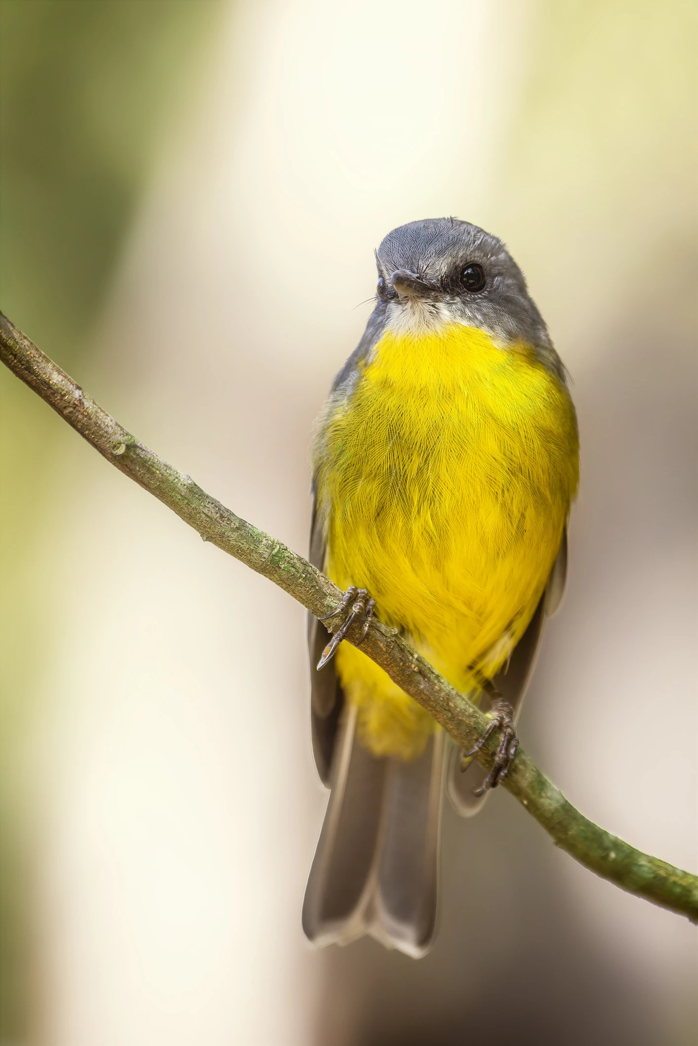 Jungvögel füttern: Richtige Nahrung ist wichtig - das sollten Sie wissen
