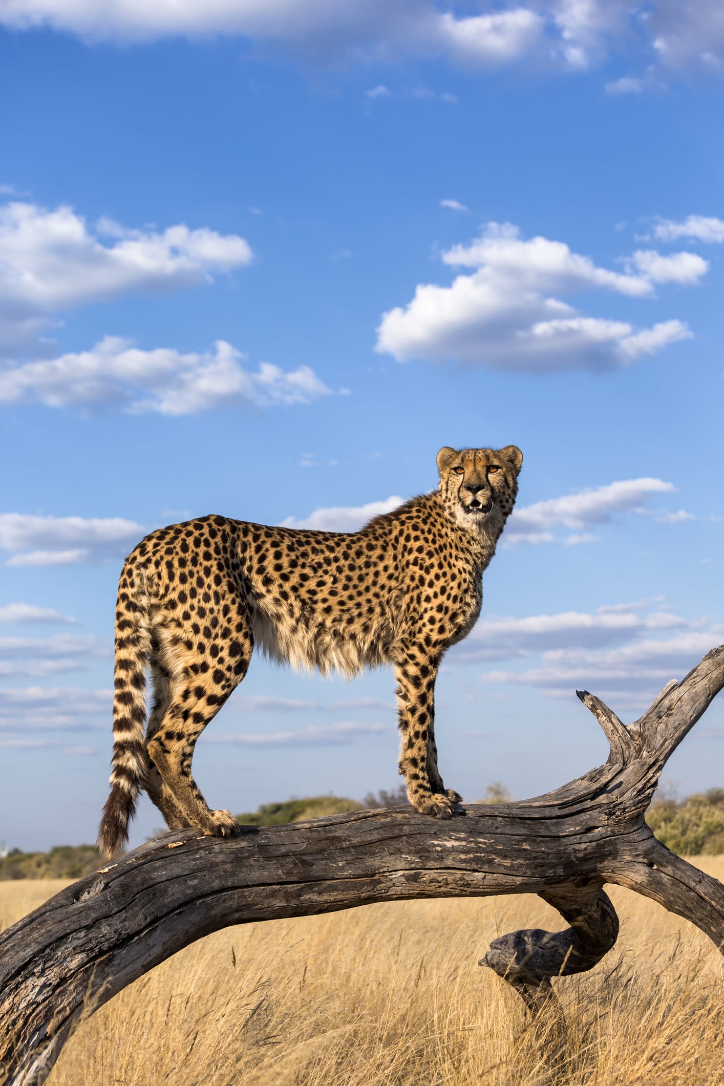 Meet the man who works as a matchmaker for cheetahs