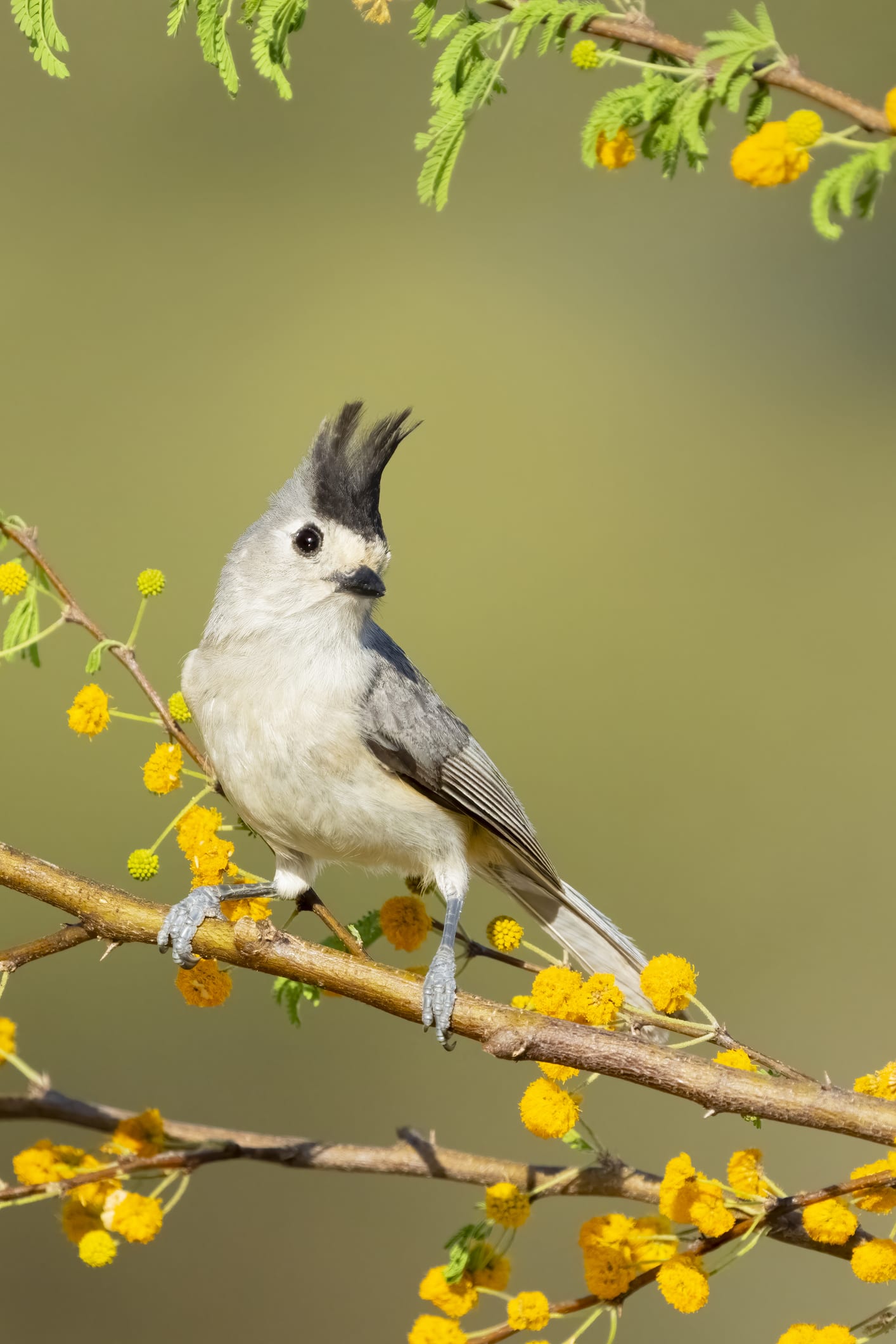 Man Creates Bird Paradise Outside of His Home in Sao Paulo