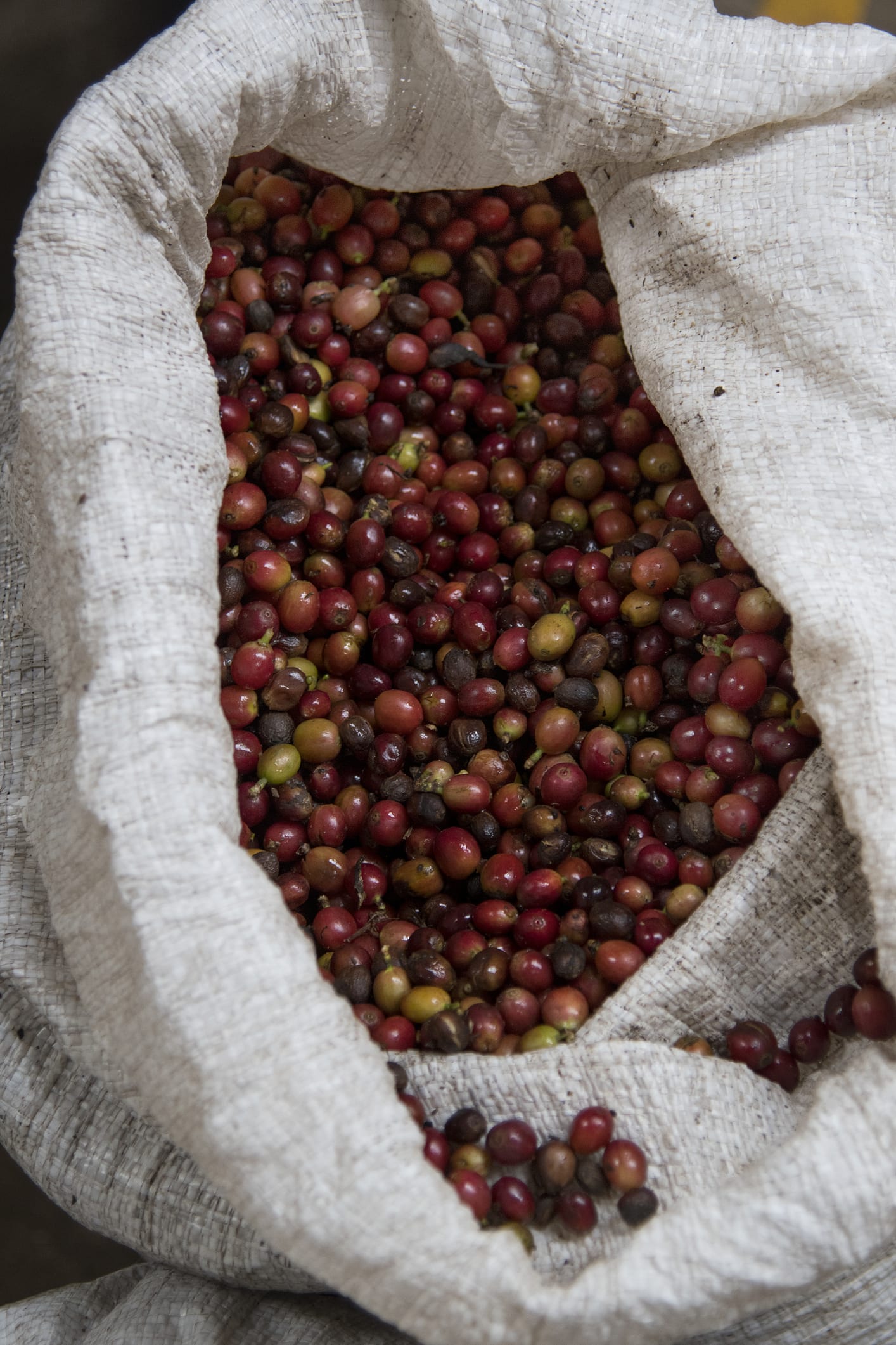 Aves y abejas contribuyen a la productividad de los cafetales