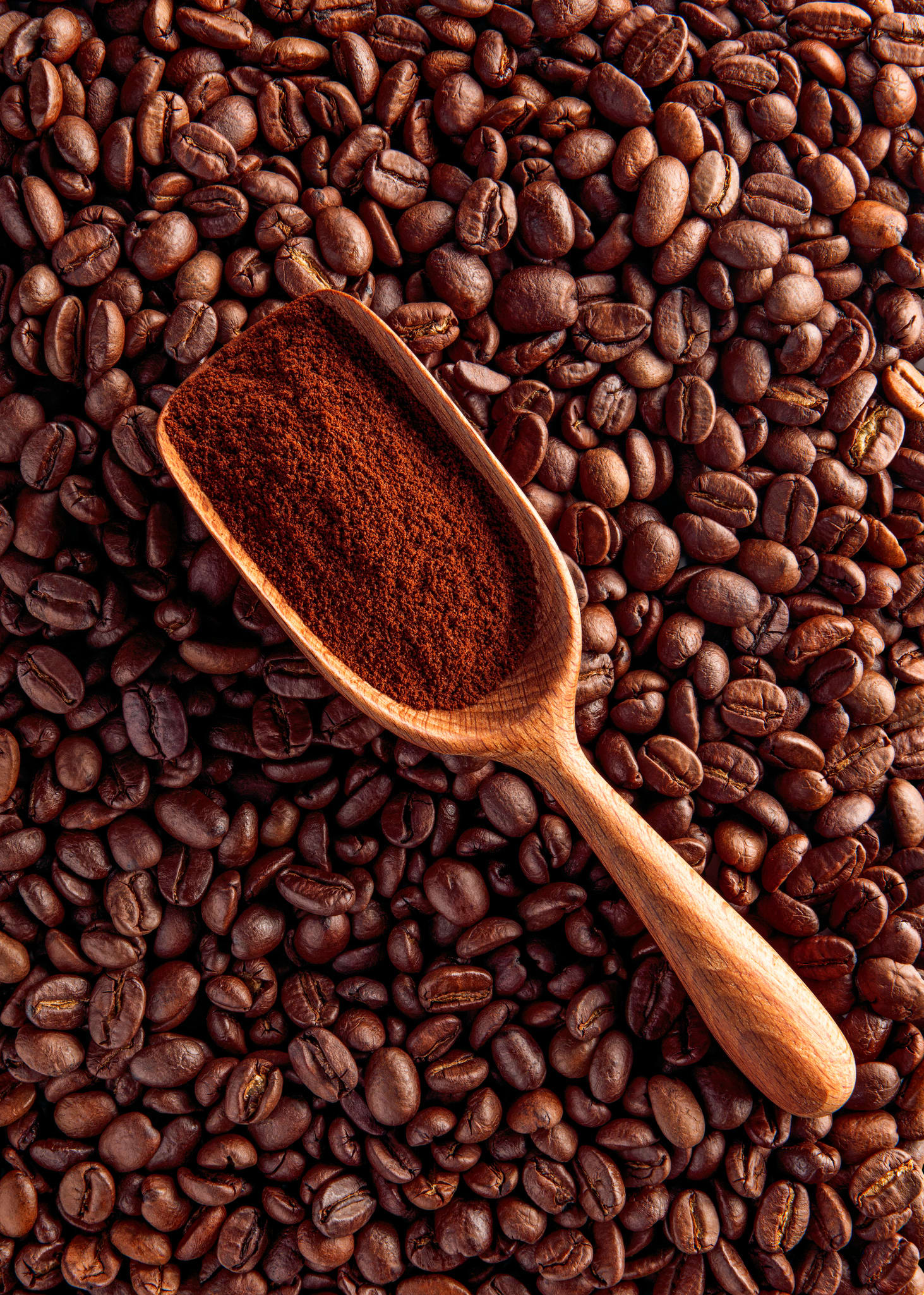 L'azienda agricola che fa a meno della terra: i funghi li coltiva nei fondi di caffè