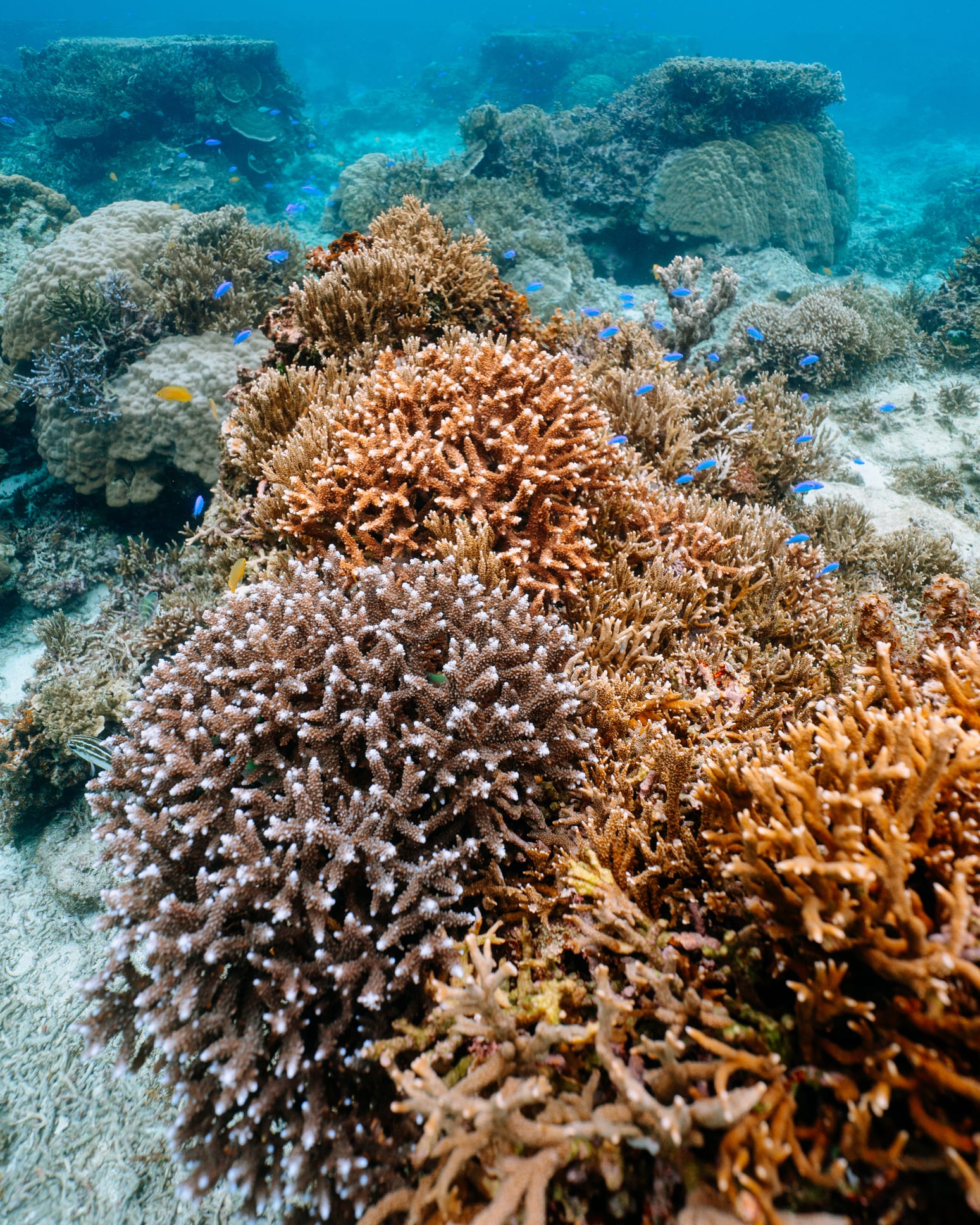 Indicios del antiguo océano global de magma bajo el Mar del Coral
