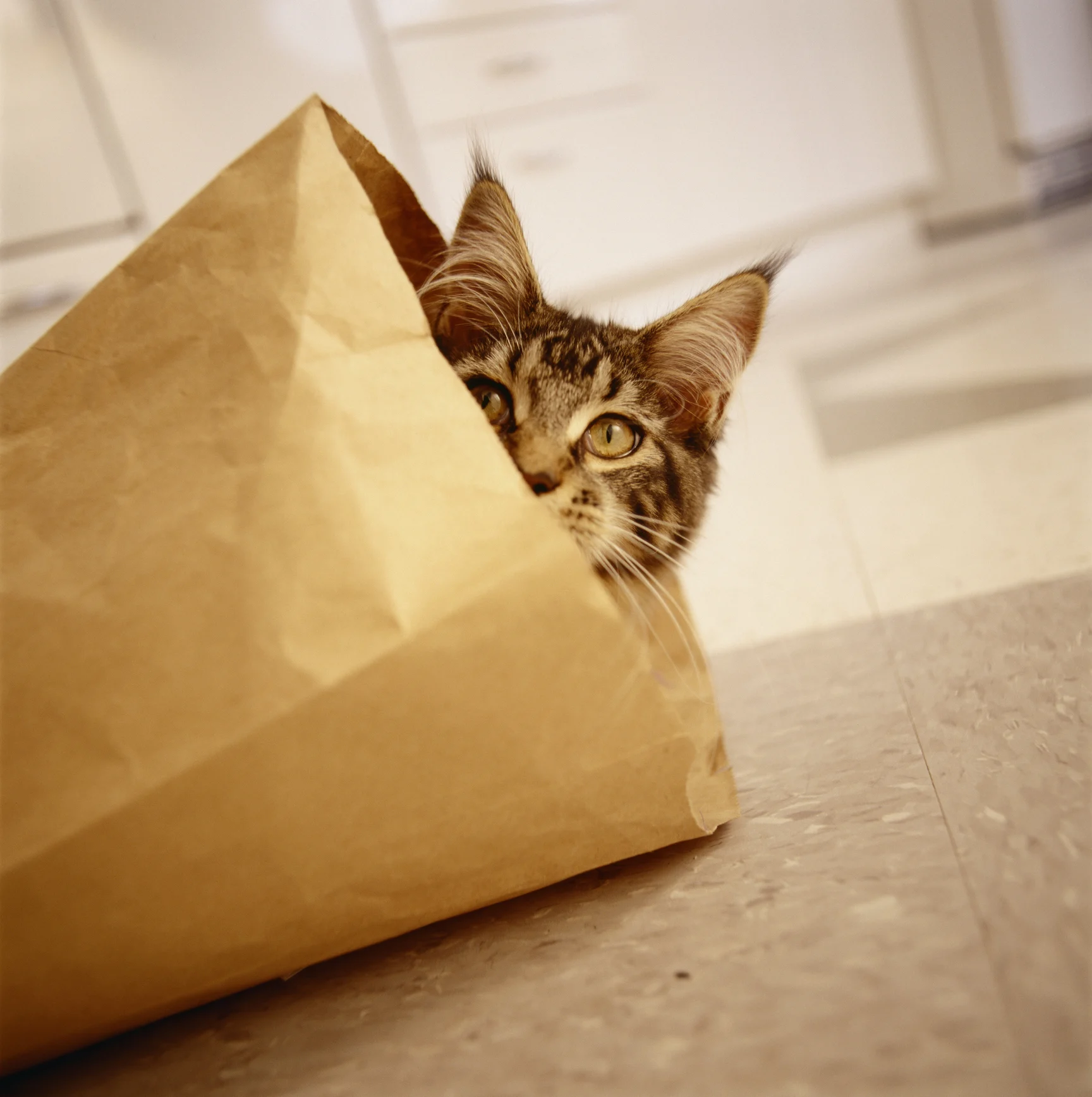 Descubra por que os gatos adoram dormir no peito dos donos