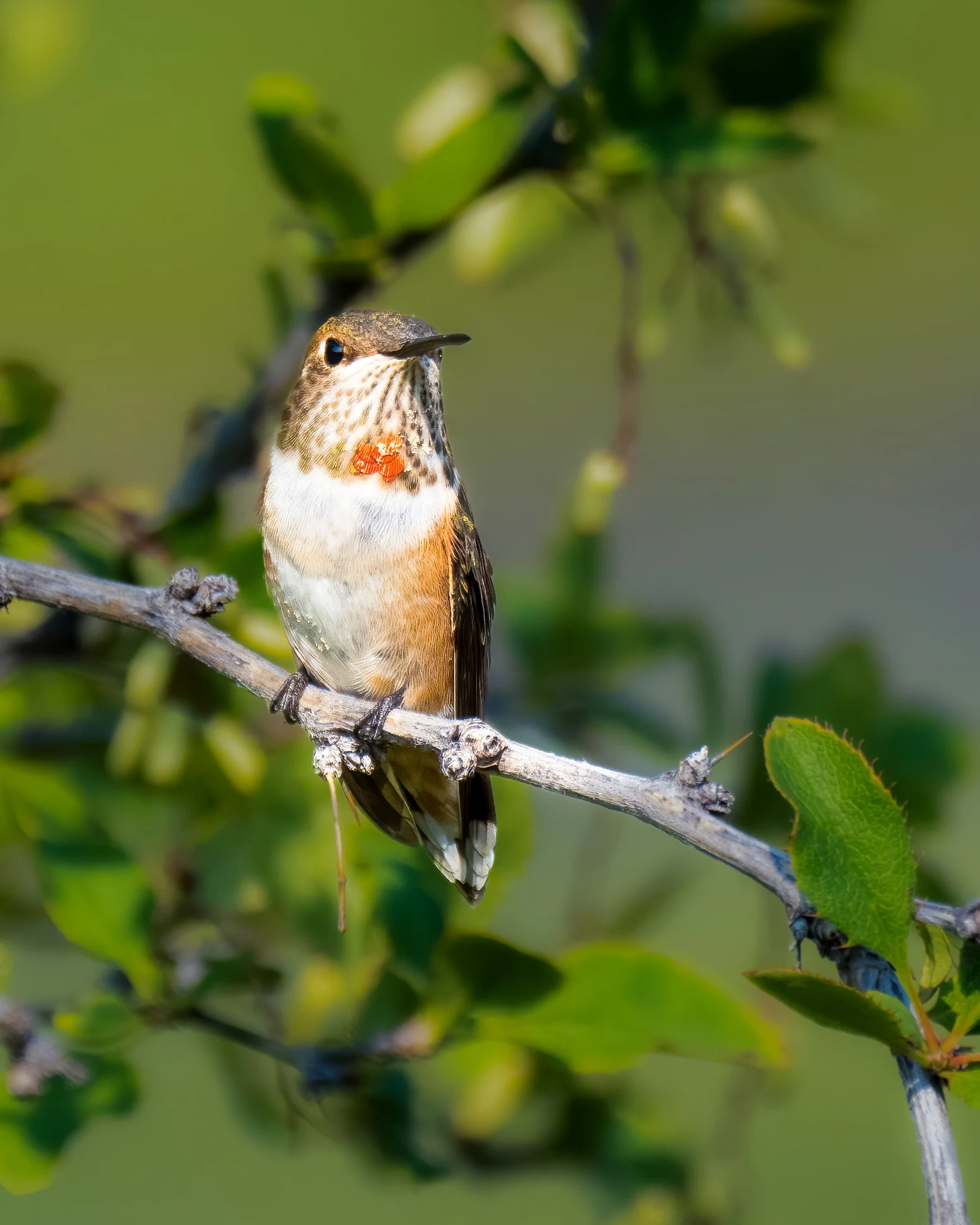 Jungvögel füttern: Übliches Vogelfutter kann für sie tödlich sein