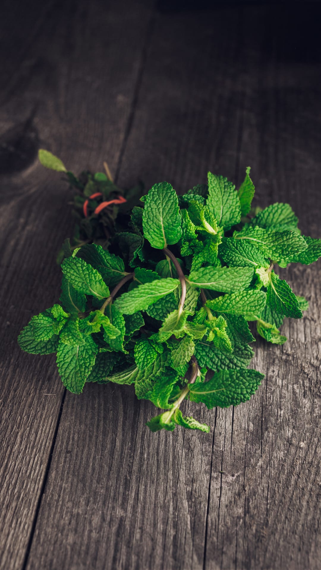 Falsche Bepflanzung im Garten: Warum man bei Minze vorsichtig sein sollte