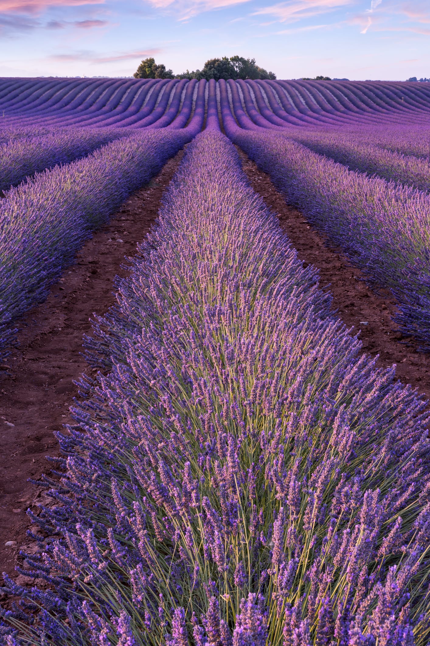 Llega el mejor momento para visitar los campos de lavanda de Brihuega, Guadalajara