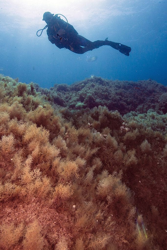 Une algue rouge invasive repérée dans une deuxième zone de Méditerranée française