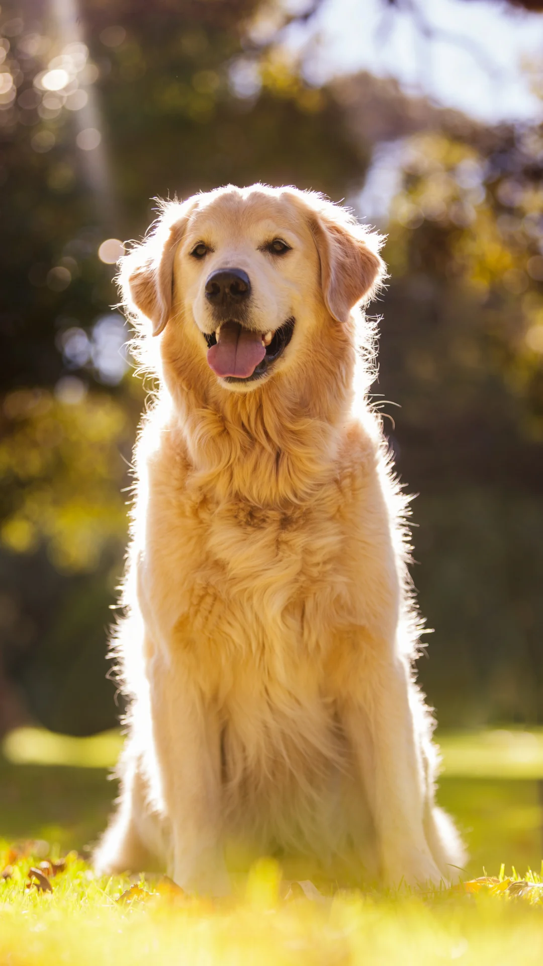 Cuidados que debe tener en la alimentación de perros mayores