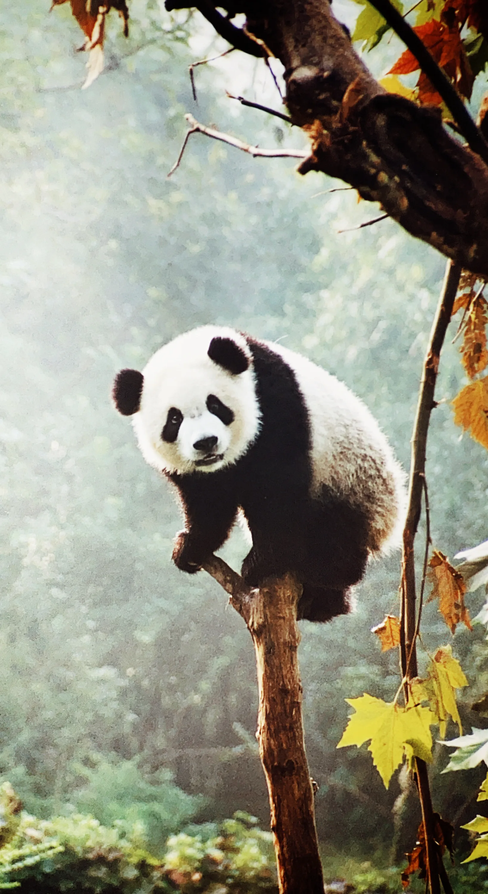 Fossil discovery solves mystery of how pandas became vegetarian