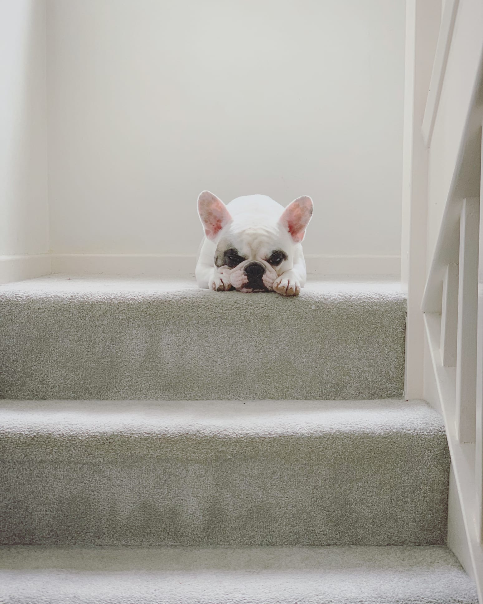 Perché il cane non gioca?